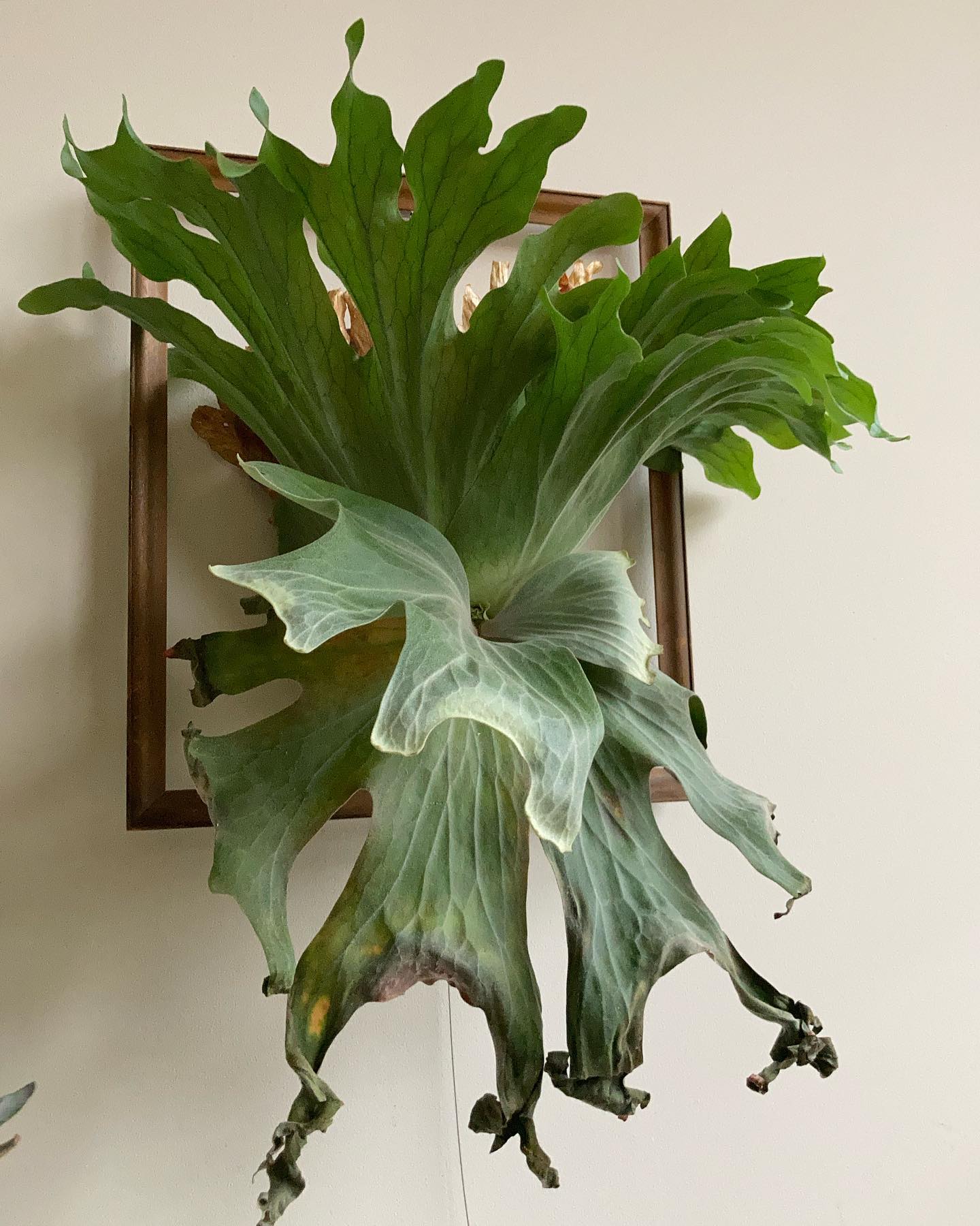 P.wallichii from @katsu_hibino 個人的には、10万クラスの株に引けを取