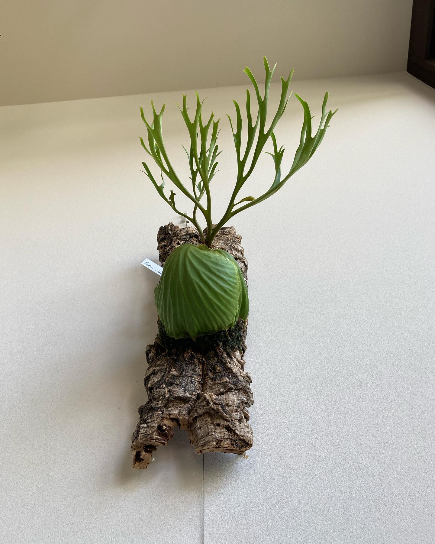 Platycerium ridleyi nano from @katsu_hibino これはいいも