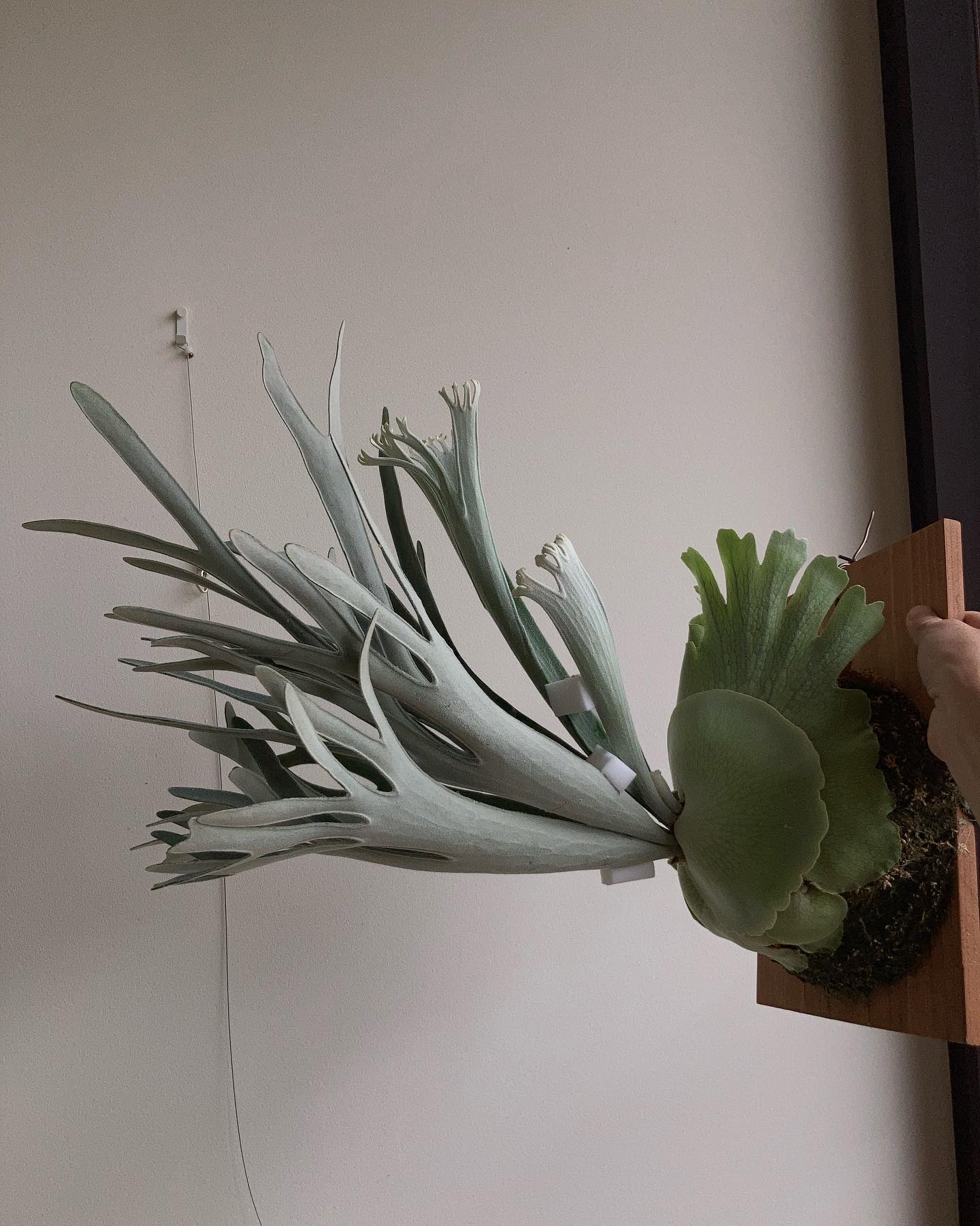 P.Elsa ちょっと貴方、なかなかいいんじゃない？