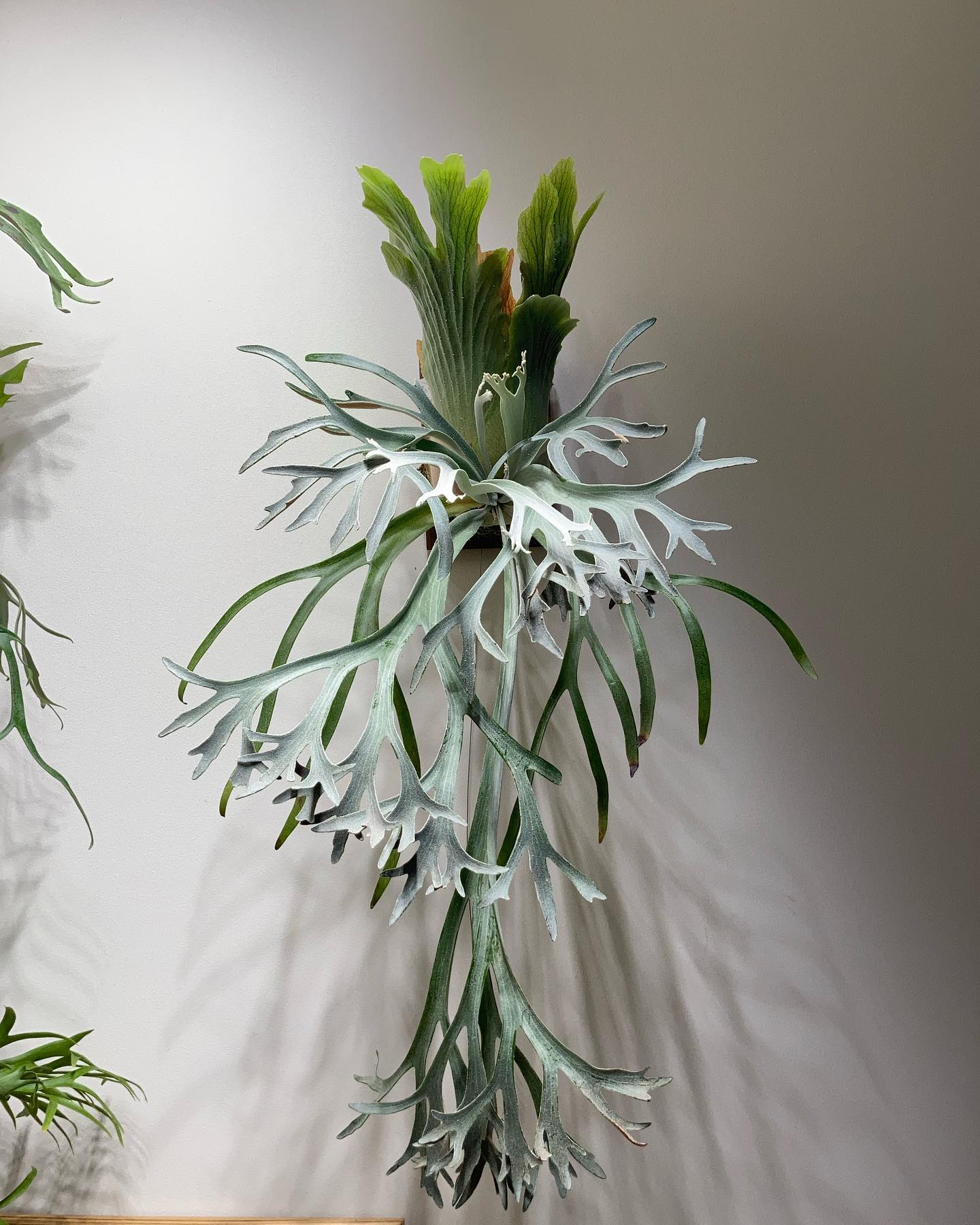 P.willinckii moonlight from @katsu_hibino 胞子葉が世代交代