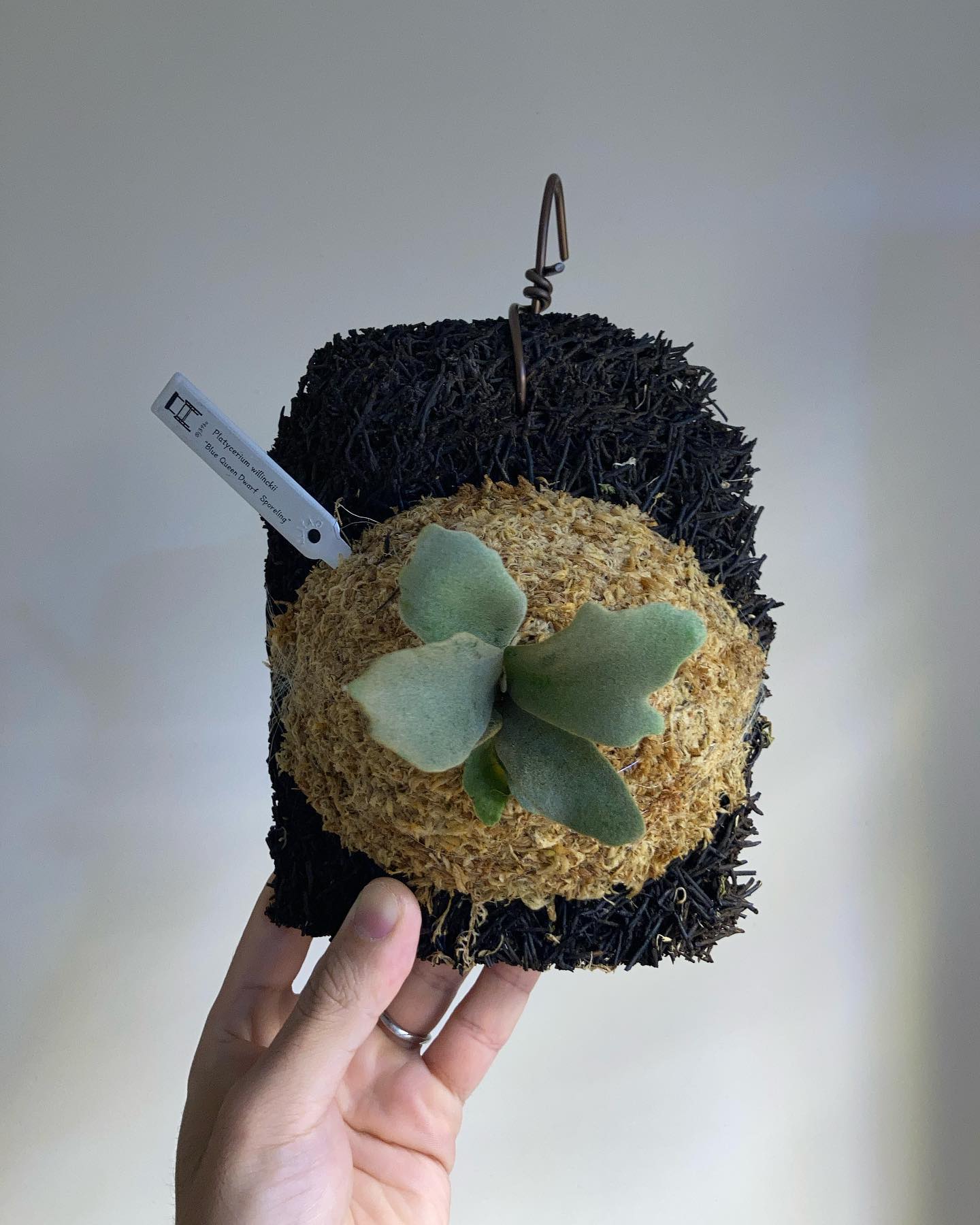 Platycerium willinckii “Blue Queen Dwarf Sporeling