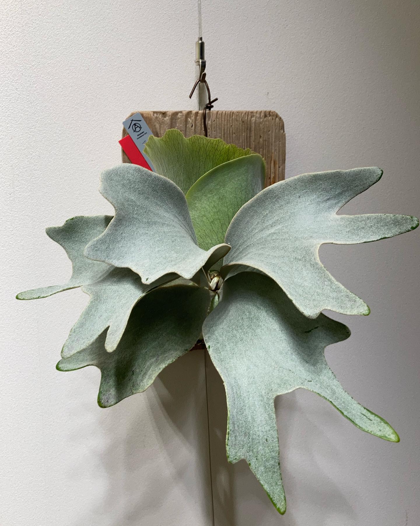 P.White gizmo ついに胞子葉ターン。 期待してます。 モグワイとギズモとグレムリンの違い