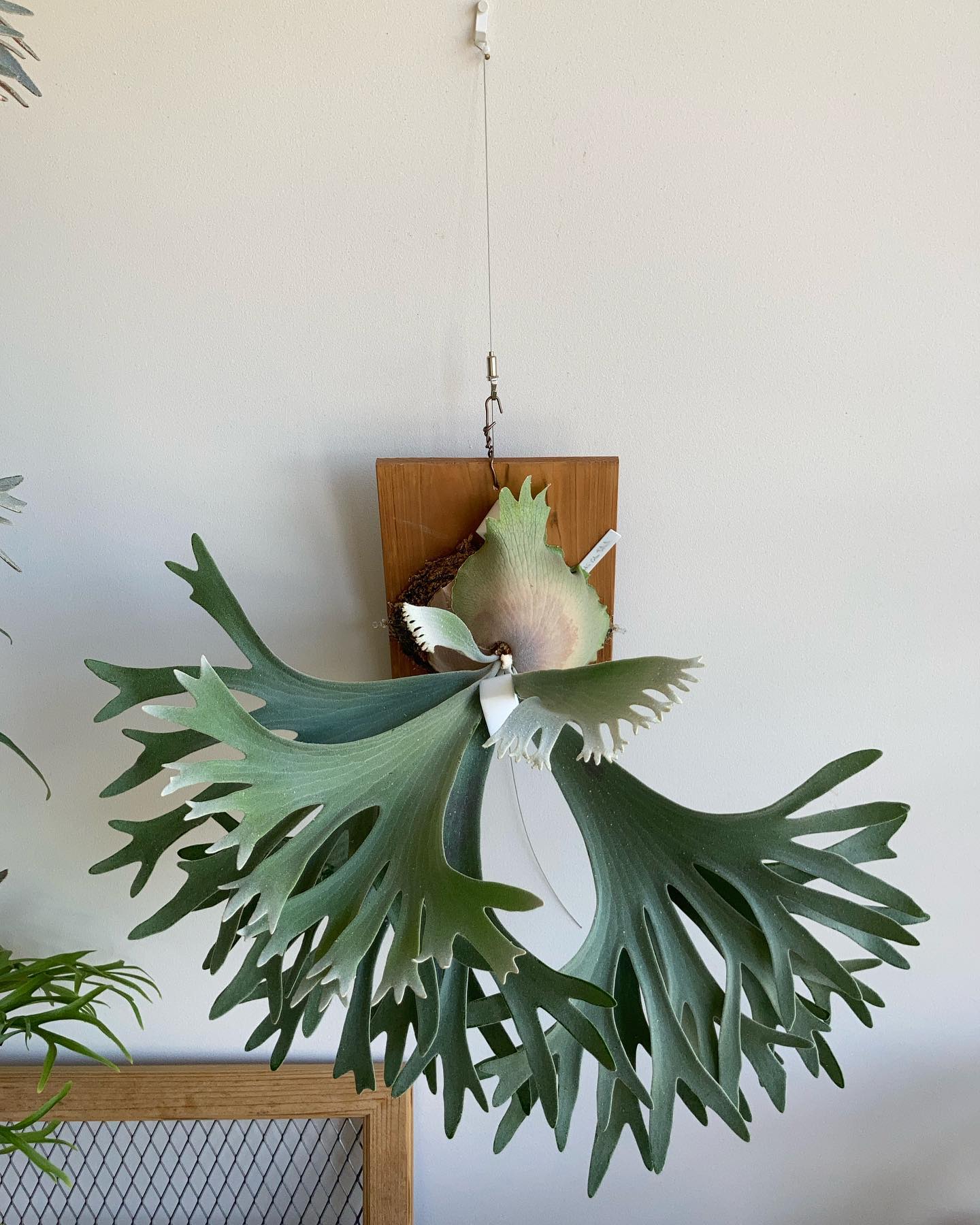 P. willinckii celsotatsuta from @botaniquelife 一枚目