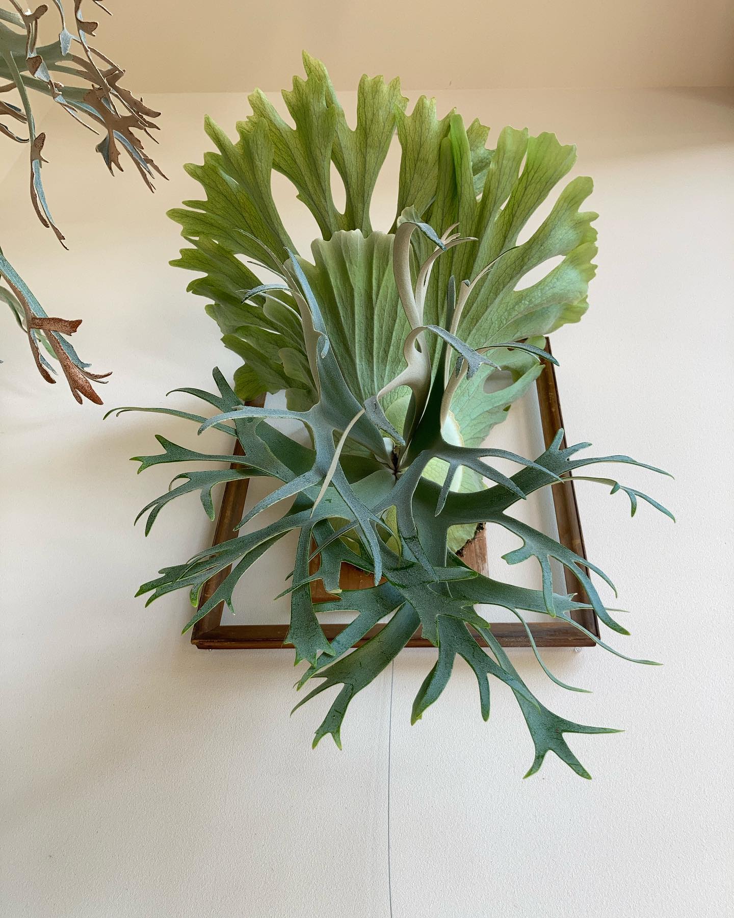 P.willinckii smurf from @katsu_hibino これはなかなかよいウィリ