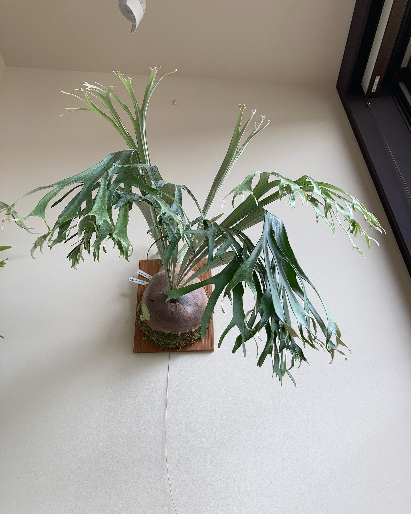 P.Rydeen from @botanyvalley 次の貯水葉で大化けする予感