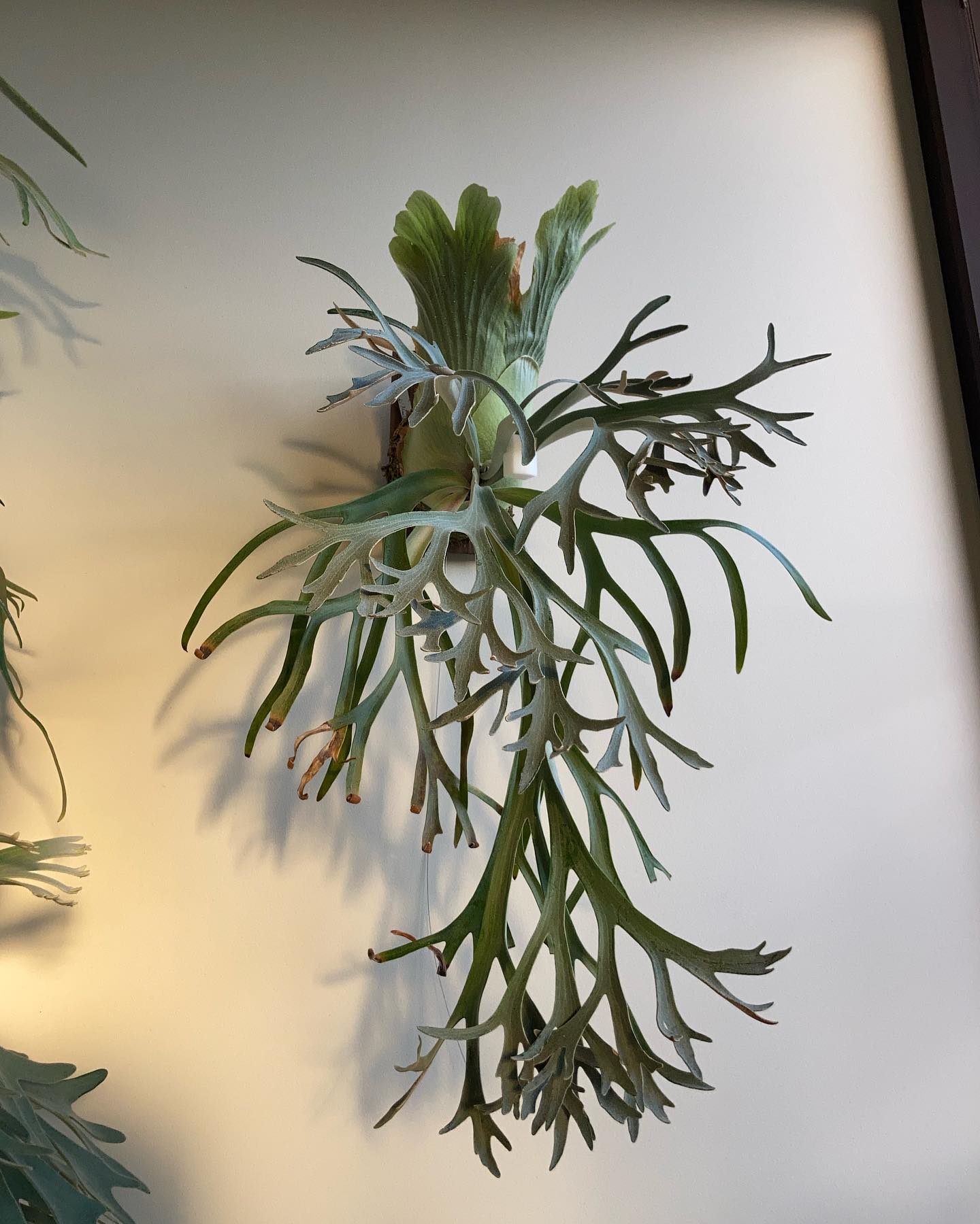 P.willinckii moonlight from @katsu_hibino 下葉が枯れてきま