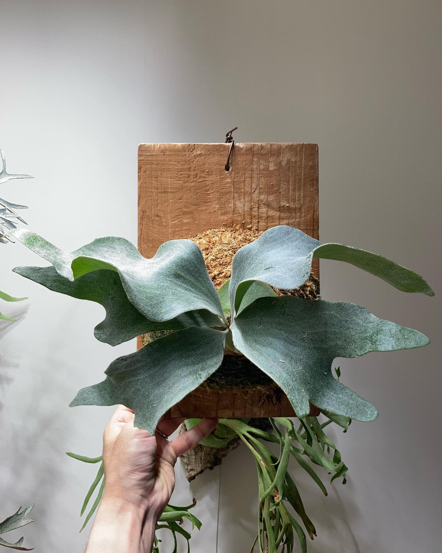 P.Ginka from @botanyvalley 1枚目2023.5.4 2枚目2023.4.1