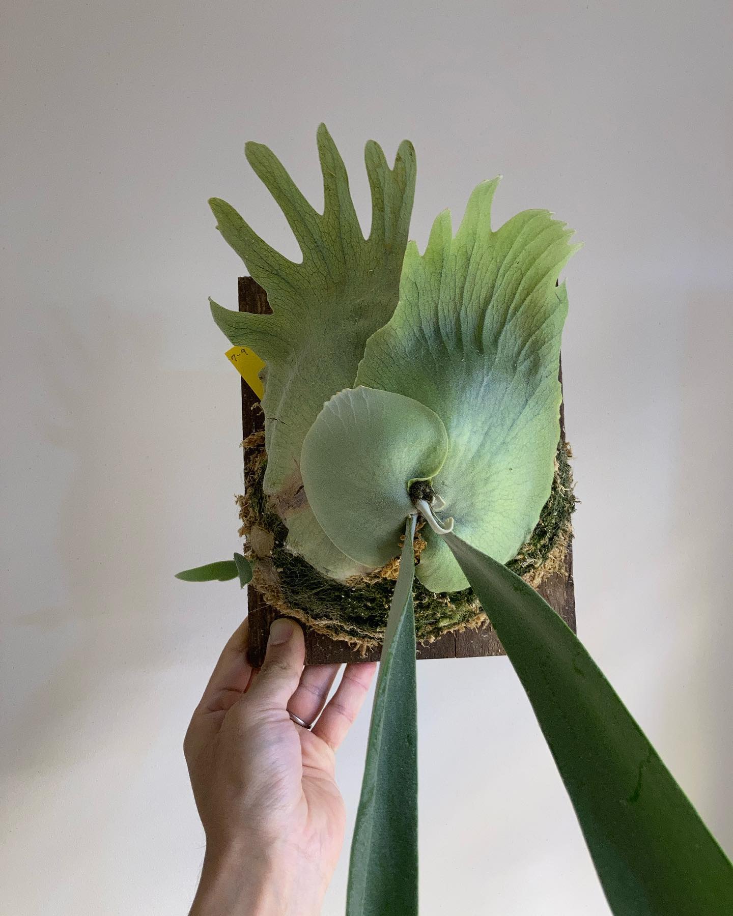 P.willinckii 7-9 from @katsu_hibino 根がバンバンに張っていたので