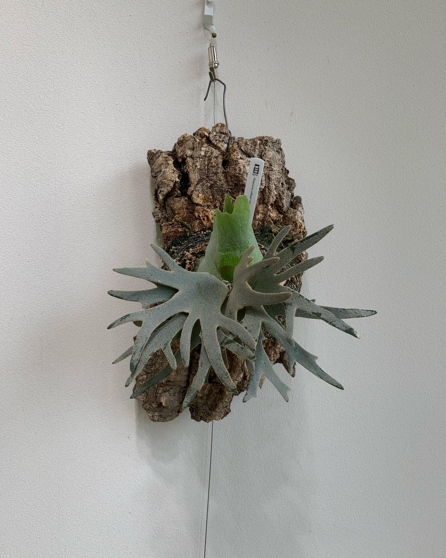 P.willinckii jade girl sporeling 貯水葉と胞子葉がぶつからないように