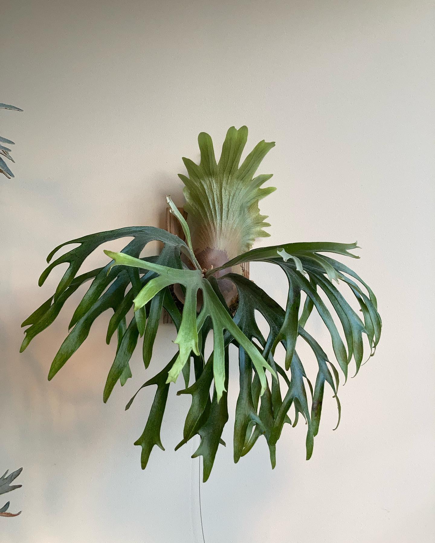 P.mt lewis from @botanyvalley なかなか見応えが出てきた。