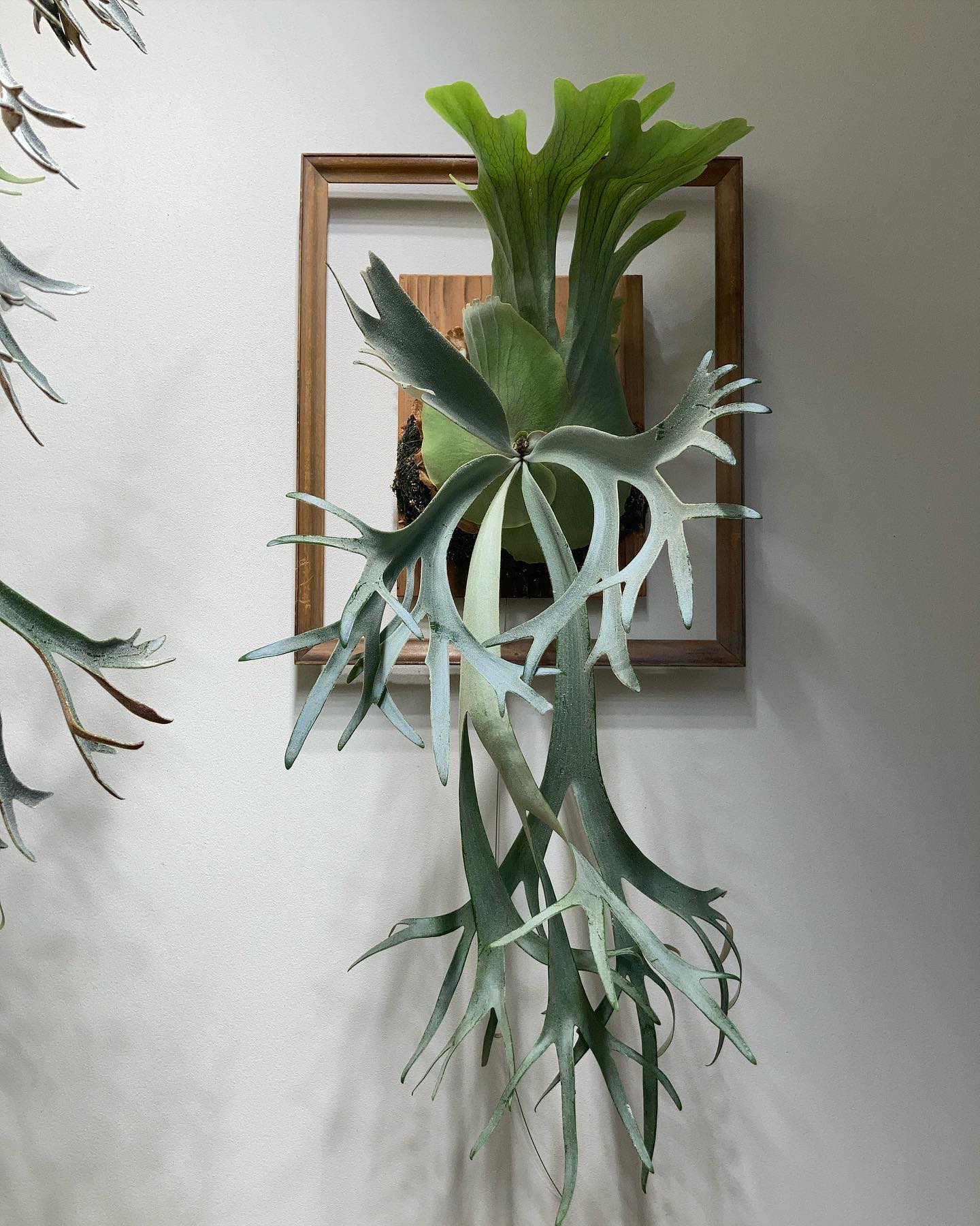 P.willinckii ‘yellow moon’ 今からいい感じになります。します。