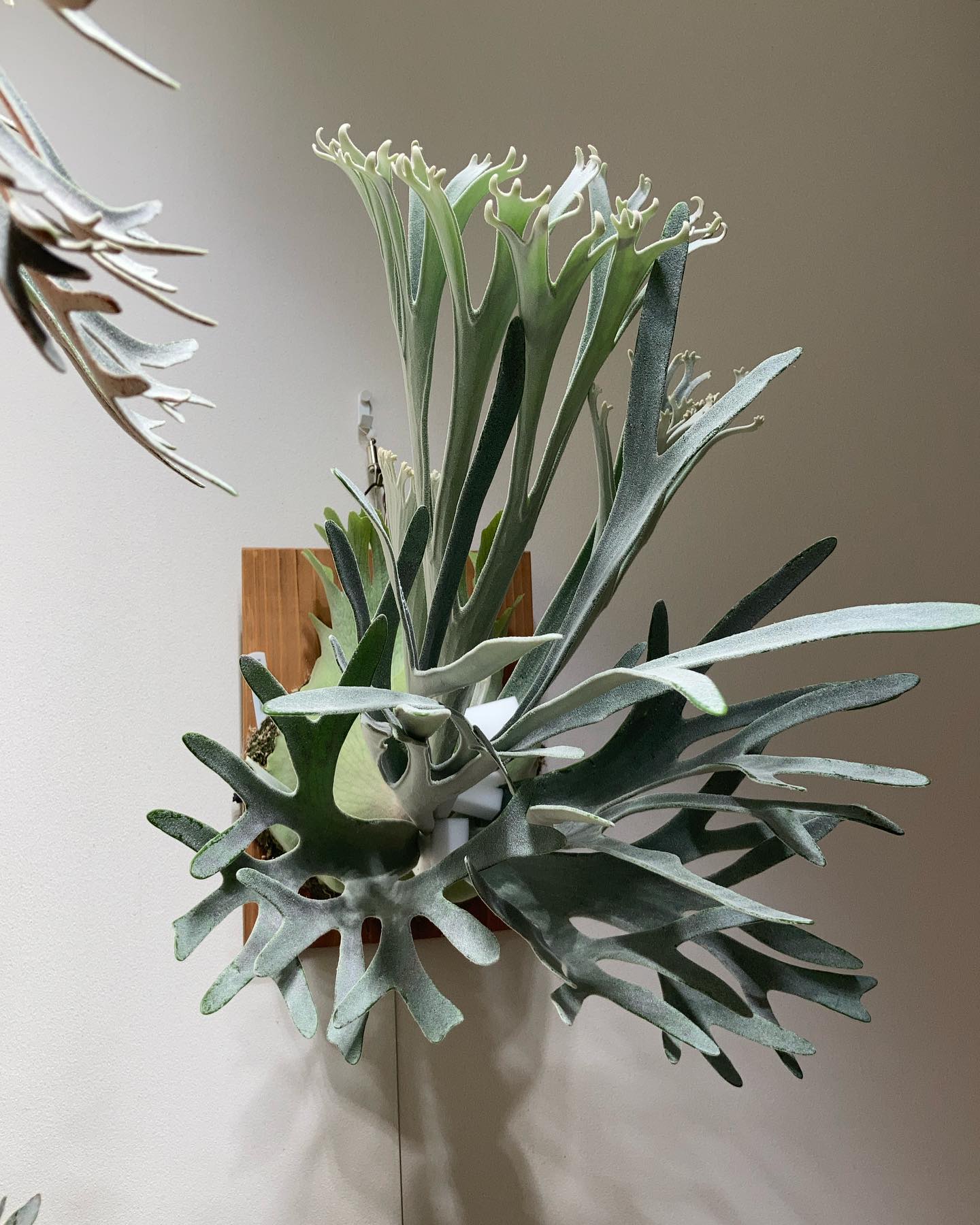 P.Elsa ここから先端は伸びるのか、それとも寸詰まりになるのか。