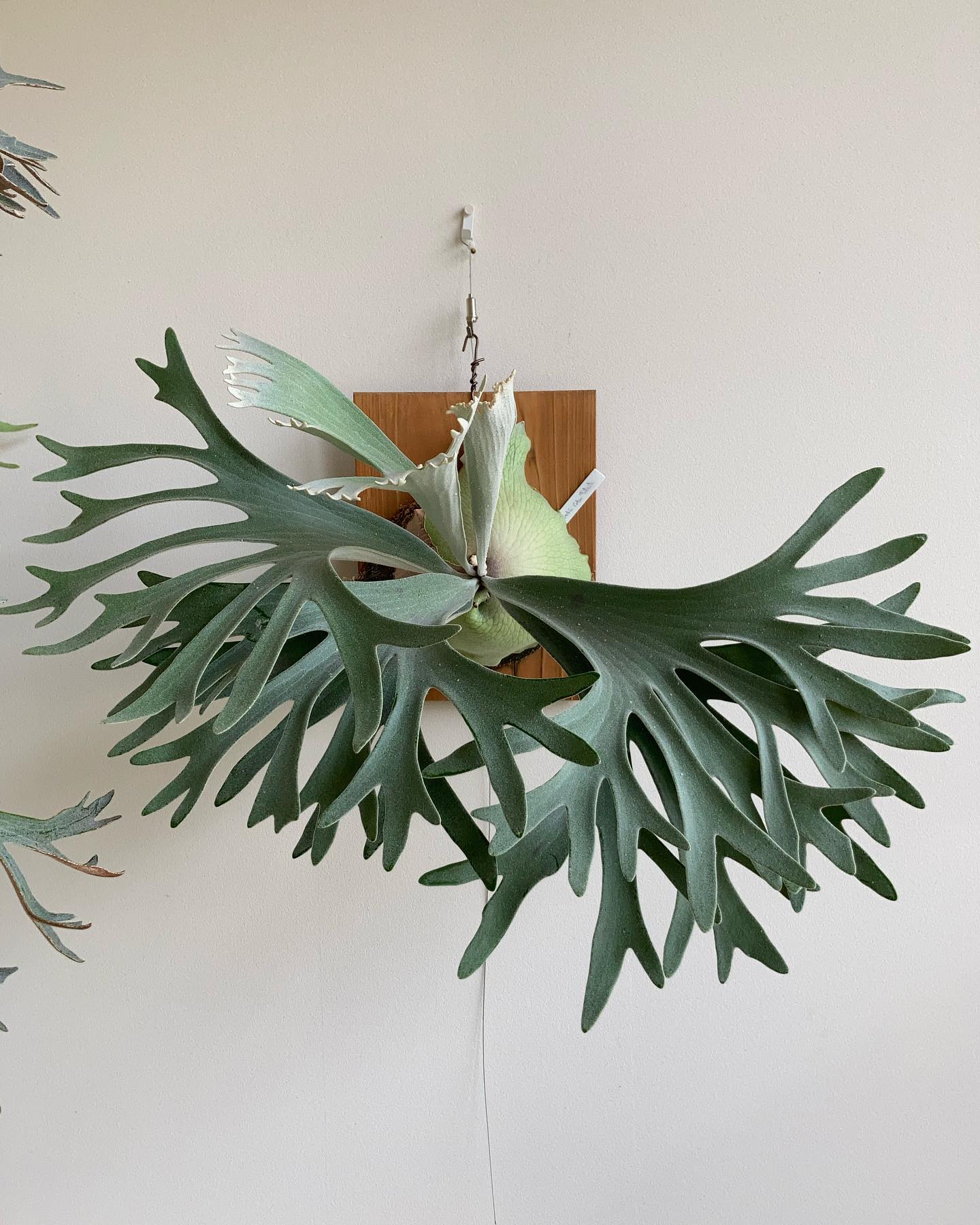 P. willinckii celsotatsuta 後に残るものには圧倒的な個性がありますね。 ま