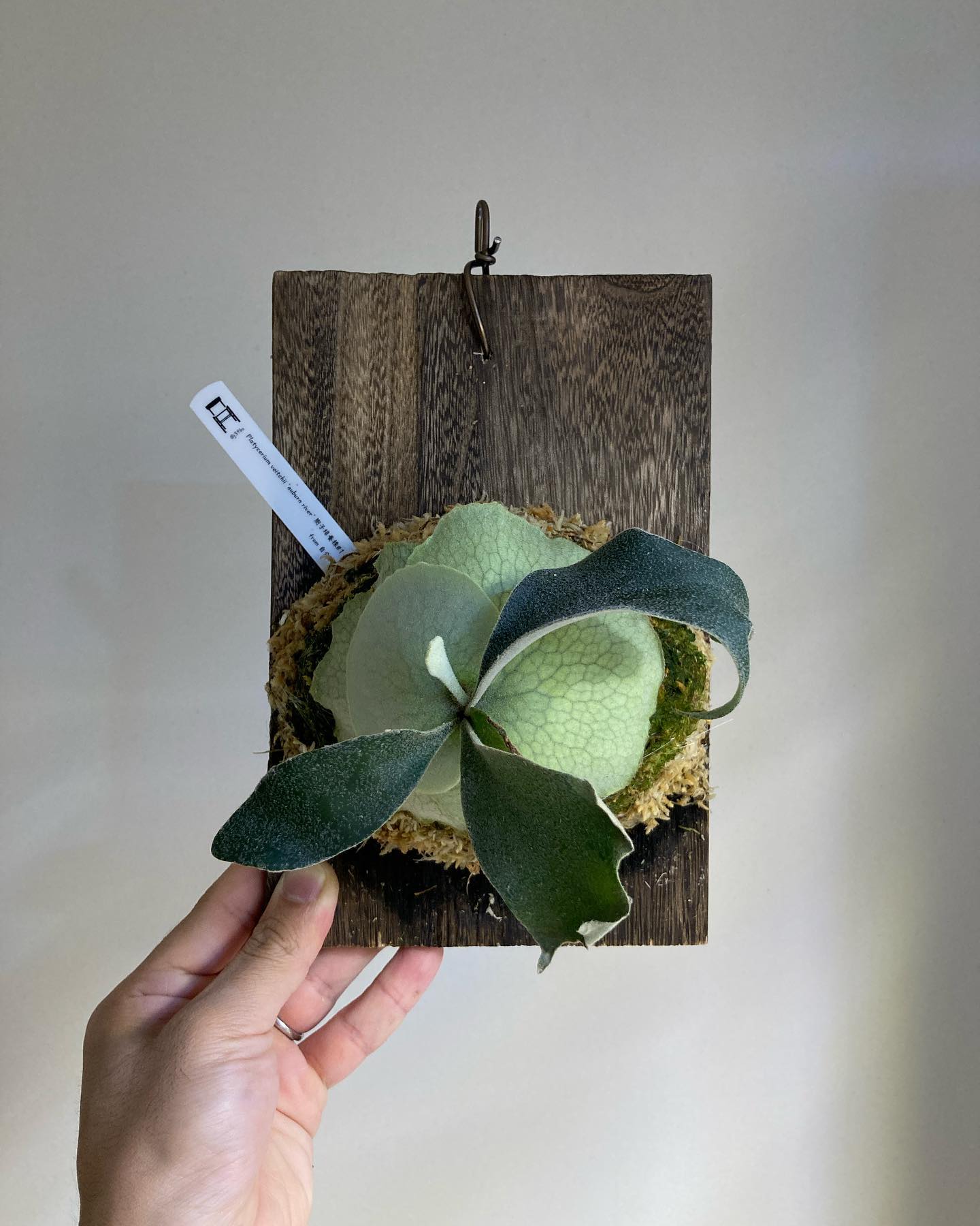 P.veitchii auburn river胞子培養＃1 苔増し 実はこの株が大本命。 コンタミの