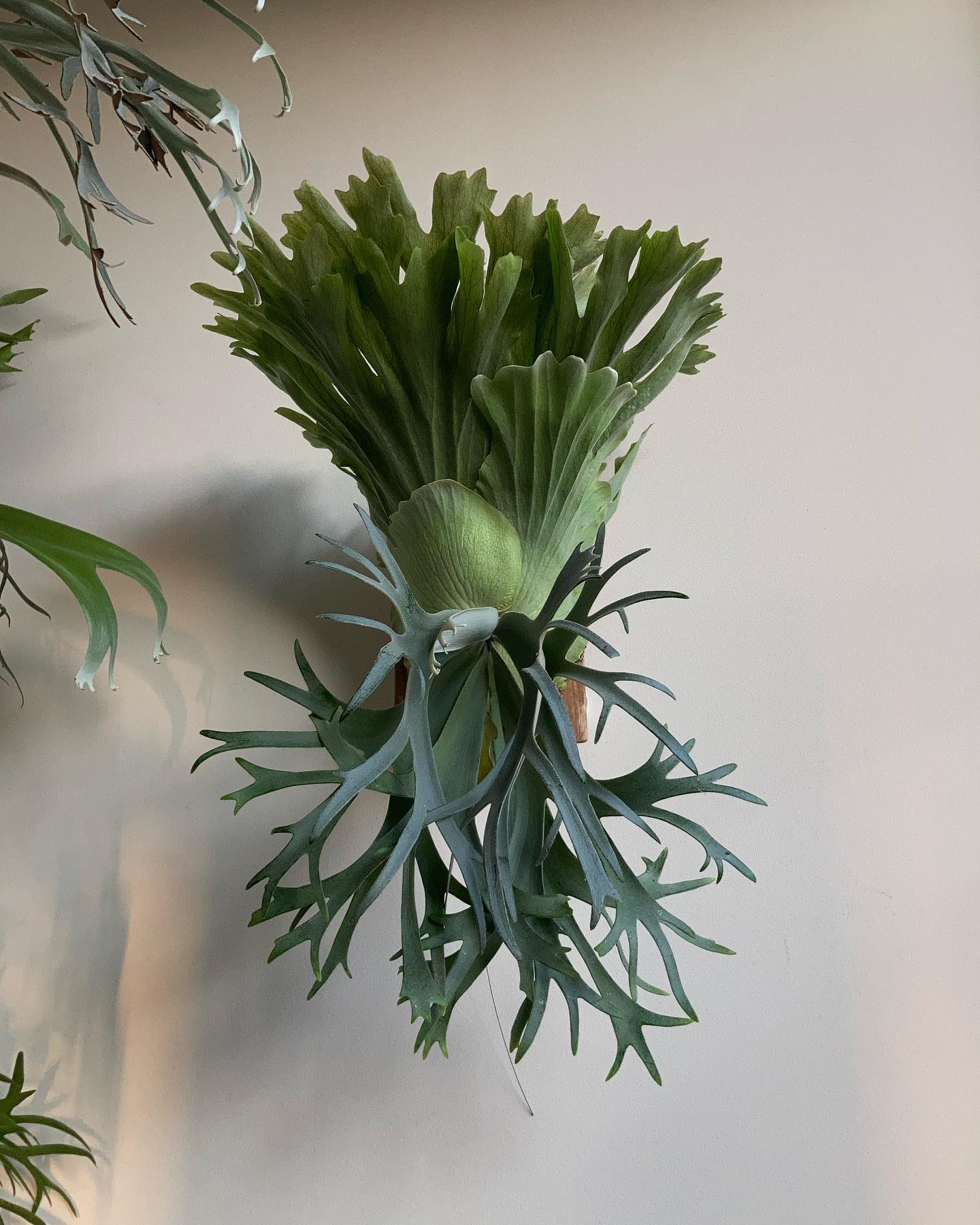 P.willinckii smurf from @katsu_hibino 胞子葉結構長そう。 やっ