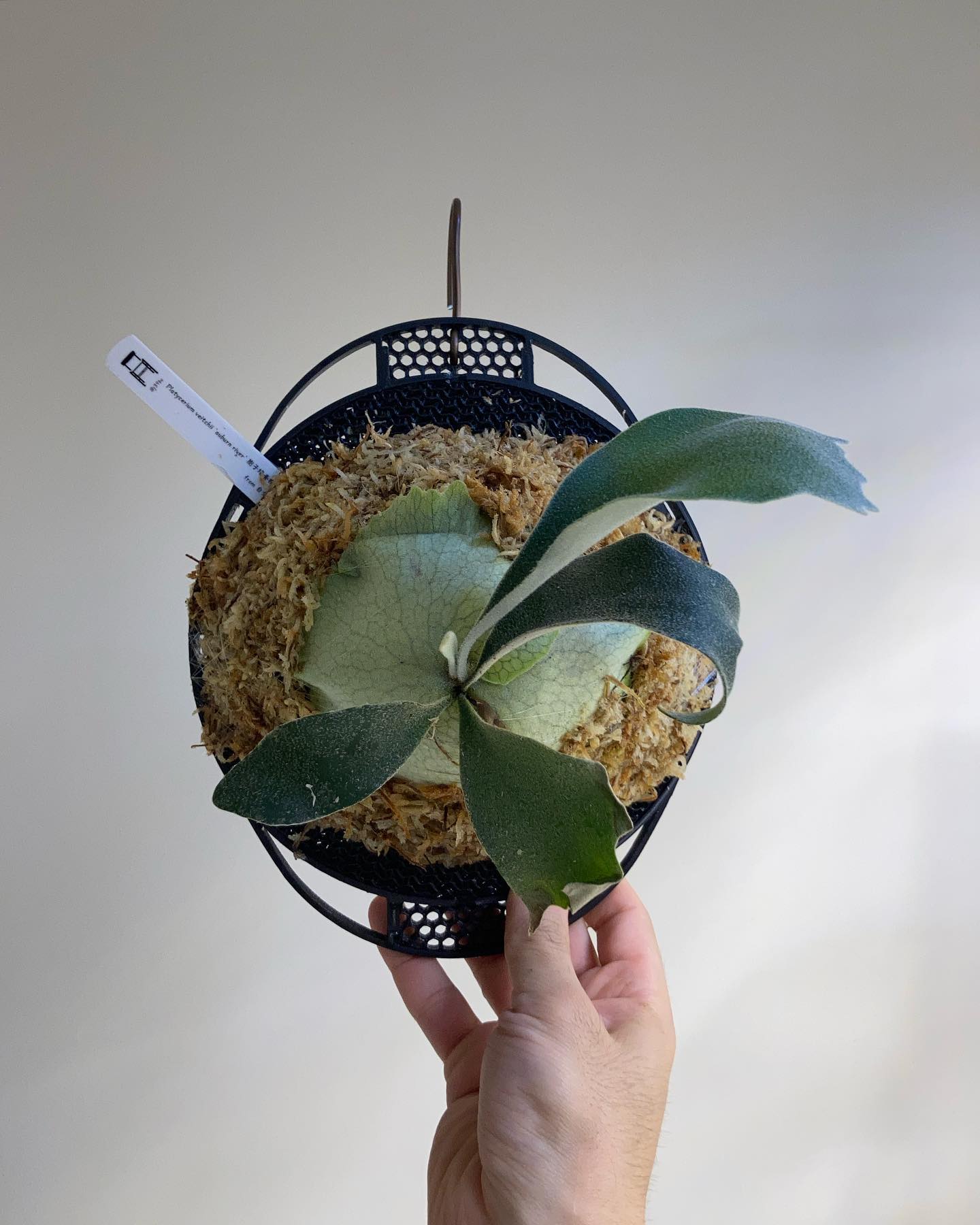 P.veitchii auburn river胞子培養＃1 苔増し、板替え ヒリーみたいな胞子葉です