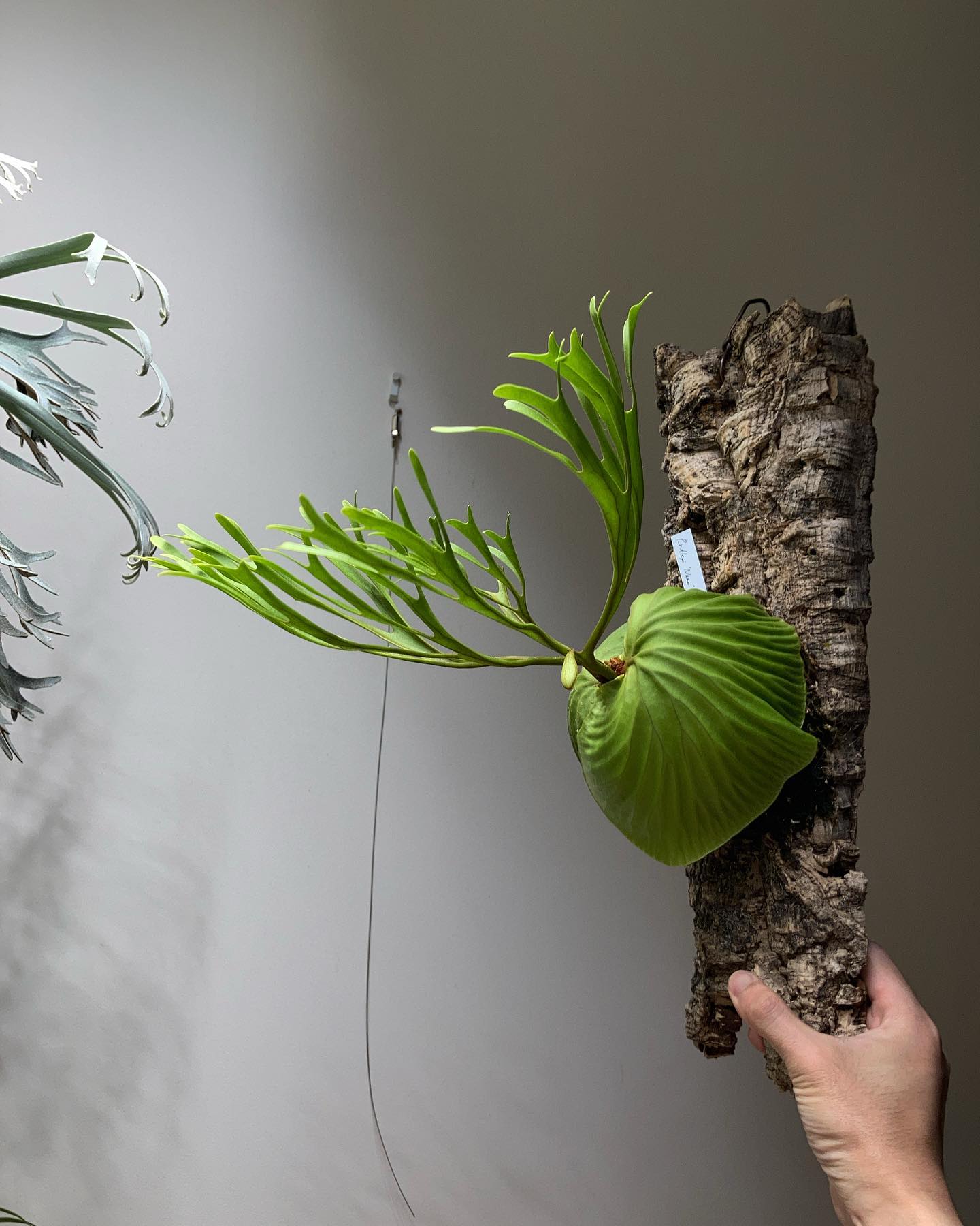 Platycerium ridleyi nano from @katsu_hibino 貯水葉末端の