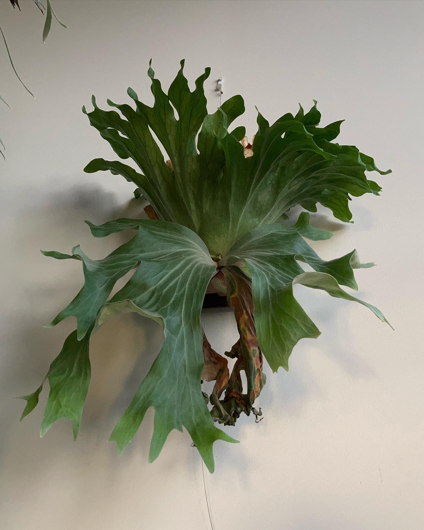 P.wallichii from @katsu_hibino 一体どこまで美しくなれば気が済むのだ…