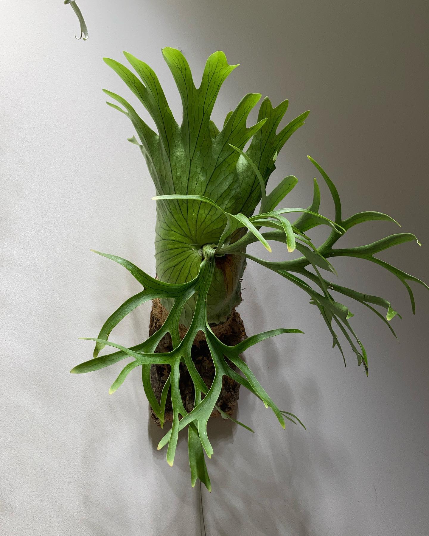 P.coronarium from @katsu_hibino こういう貯水葉が好きです。