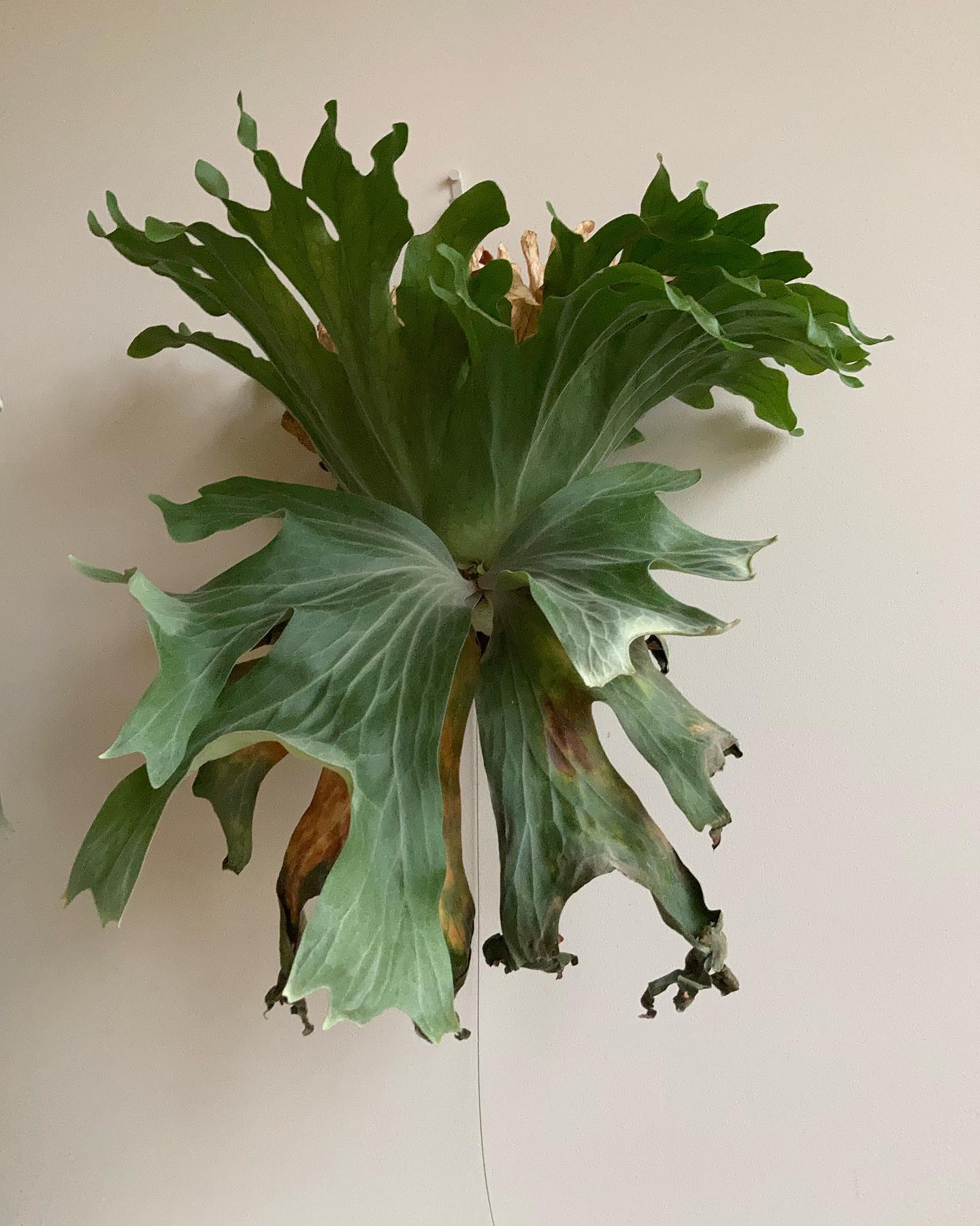 P.wallichii from @katsu_hibino ワリチーにもいろんなタイプがありますね