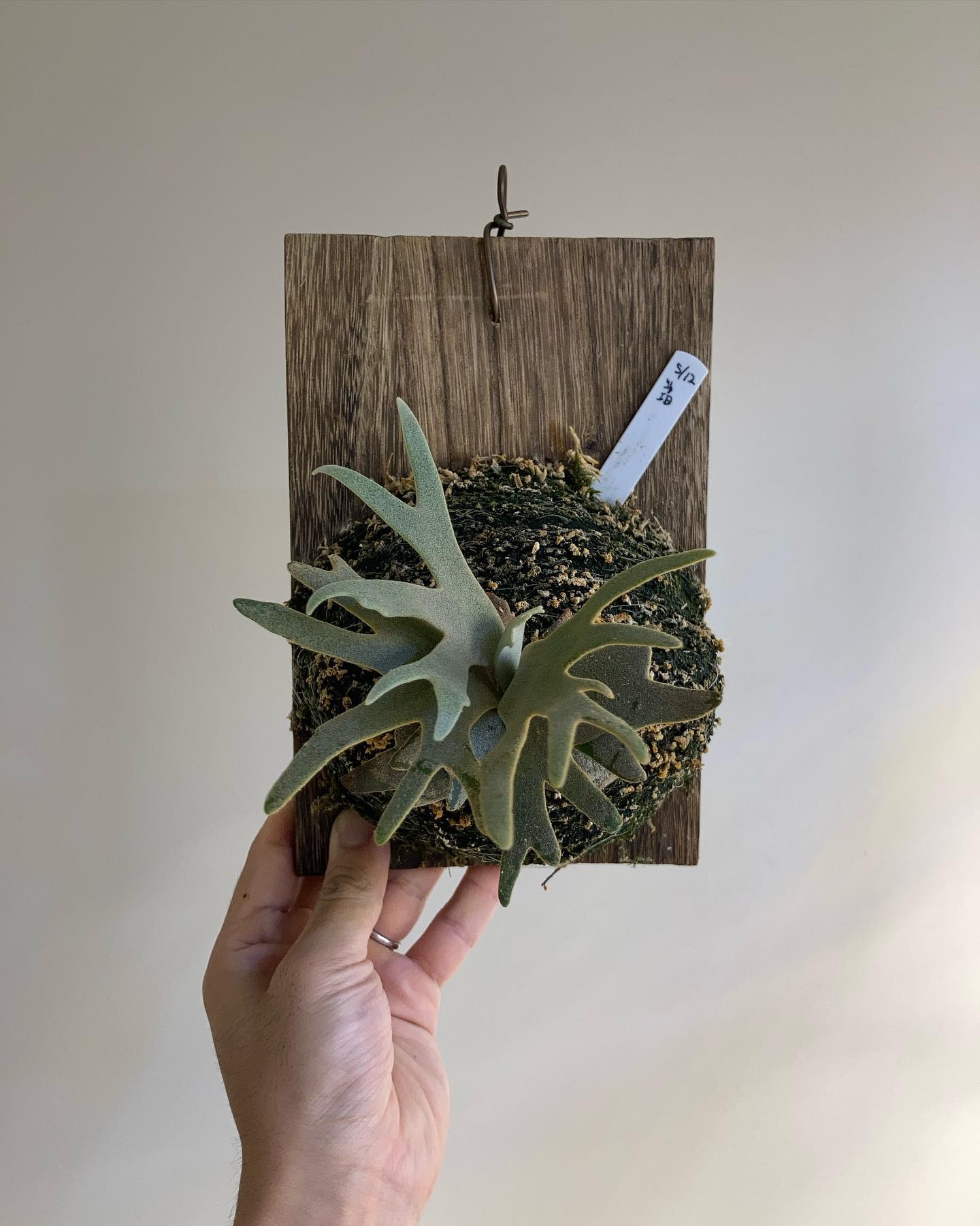 P.willinckii jade girl sporeling 黄色いやつ。