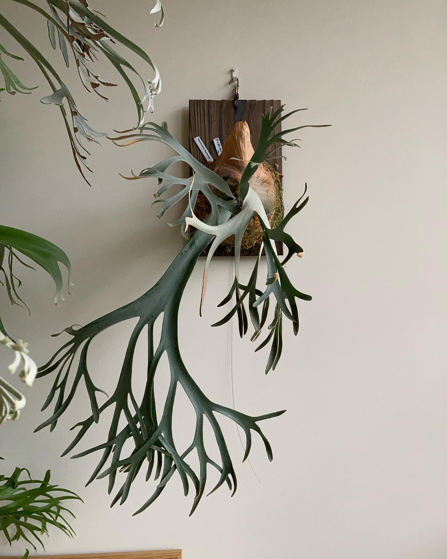 P.willinckii bogor suddan 綺麗に作りたかったけど、くしゃくしゃになってしま