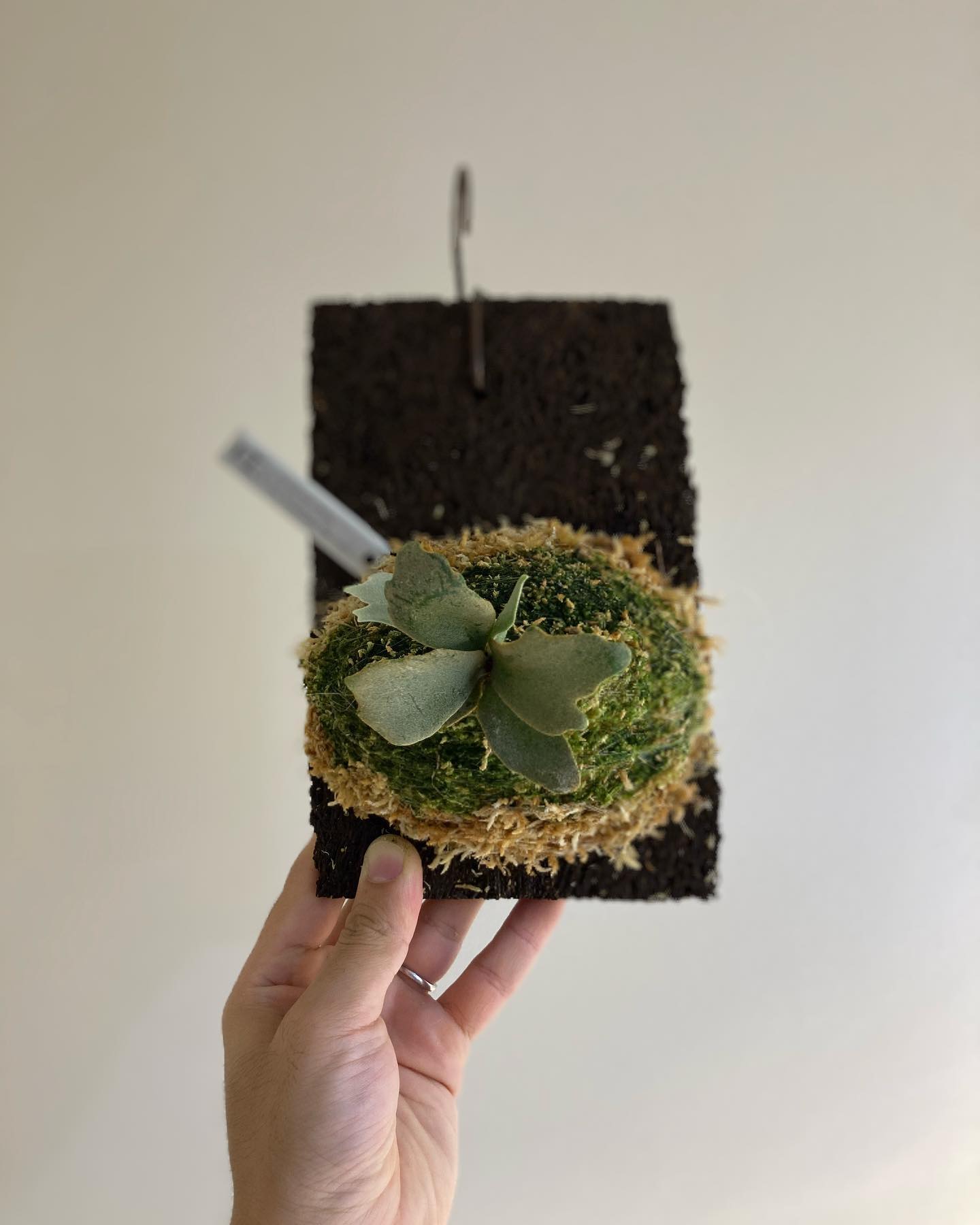 Platycerium willinckii “Blue Queen Dwarf Sporeling