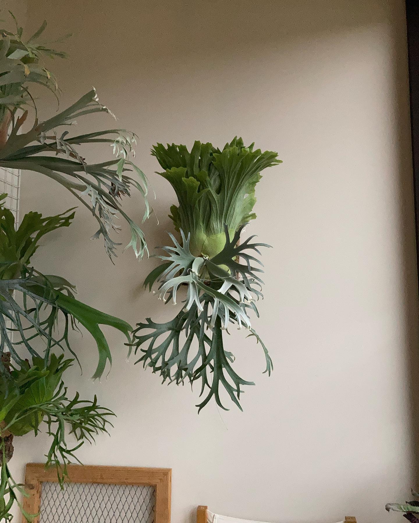 P.willinckii 月光爪哇 from @comolebi_plants やはりこのウィリンキ