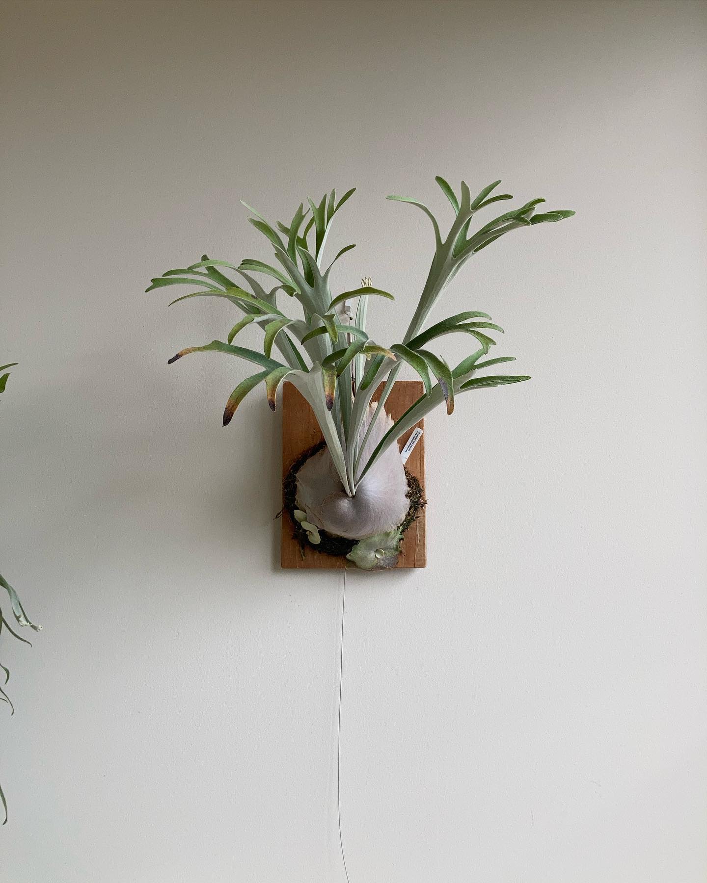 ベイチーワイルドvp16 from @vandaka_plants この貯水葉は可能性ありそう。