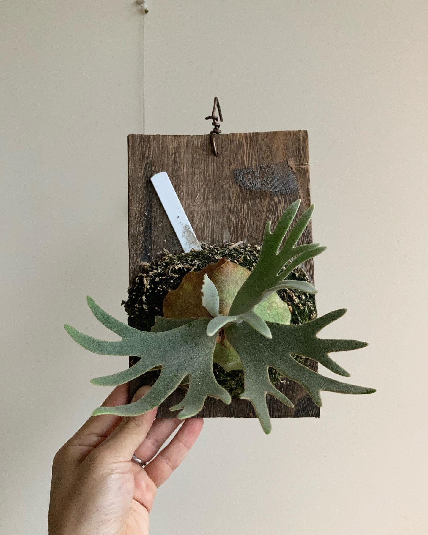 P.willinckii jade girl sporeling お行儀がよろしいやつ。