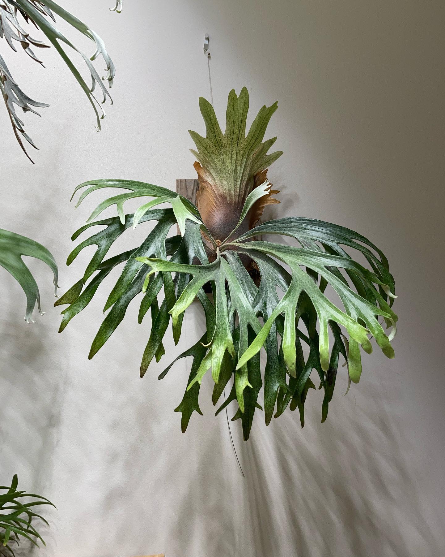 P.mt lewis from @botanyvalley 結構いいと思うんですよね。