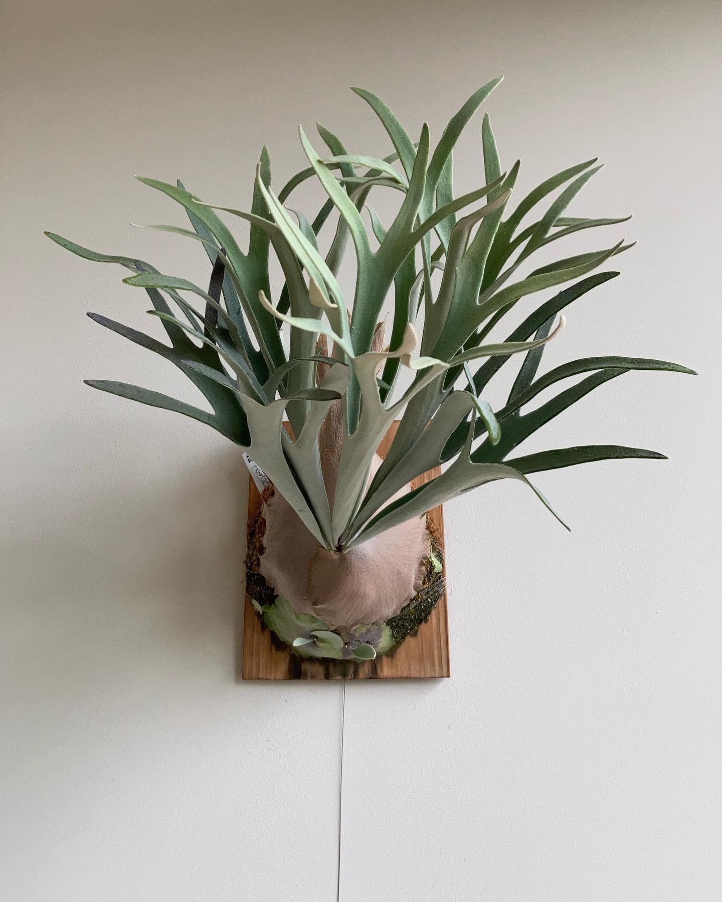 P.veitchii "King Fisher” from @botanyvalley キングフィッ