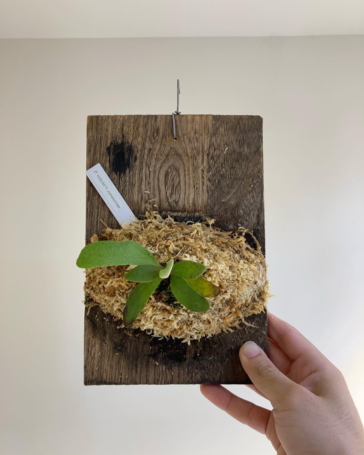 P.veitchiicoronarium from @katsu_hibino 本日の収獲品。 悪魔