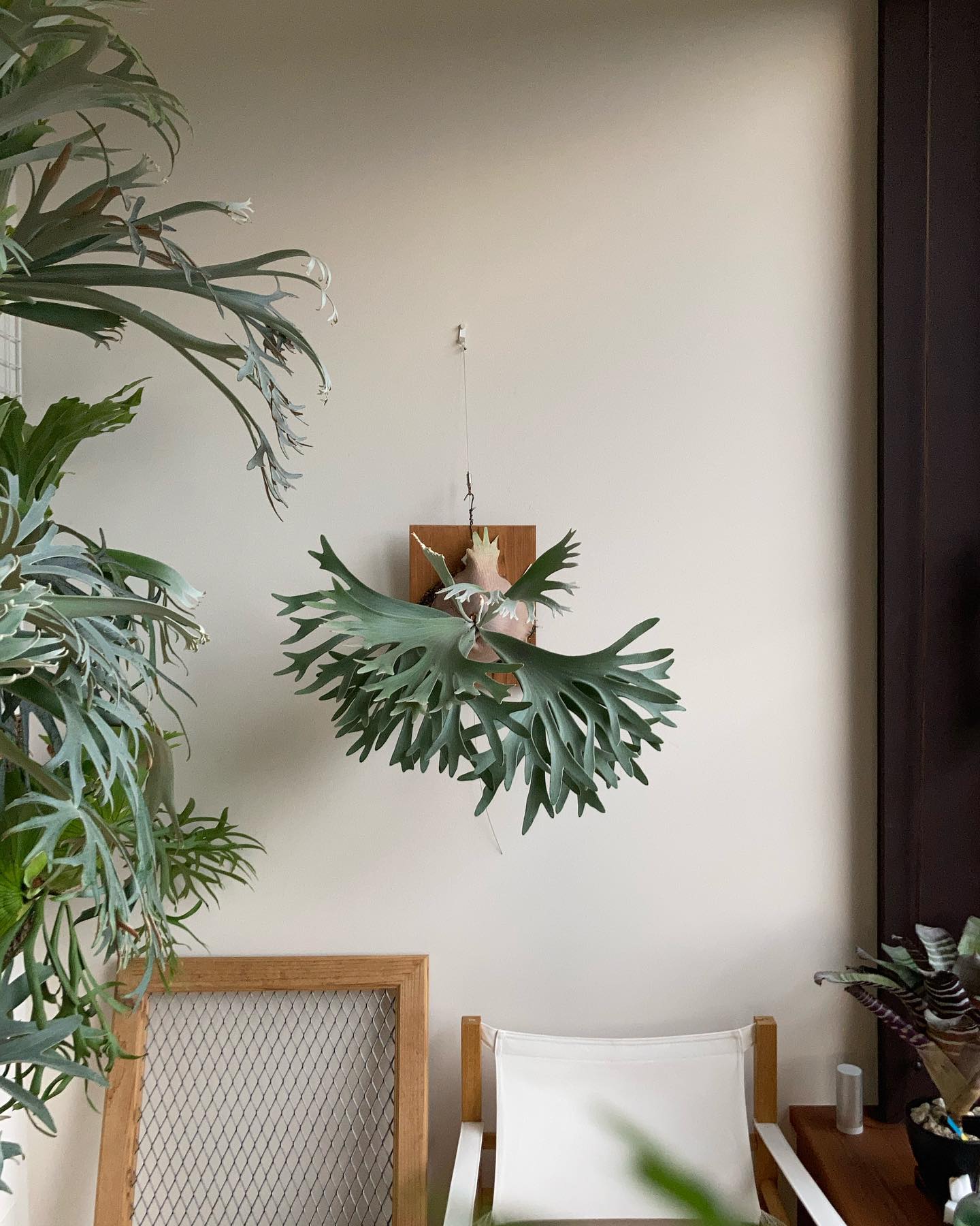 P.celso tatsuta 胞子も着いたしこのままのサイズでいけるよね！ね！ 光もそんな要らない