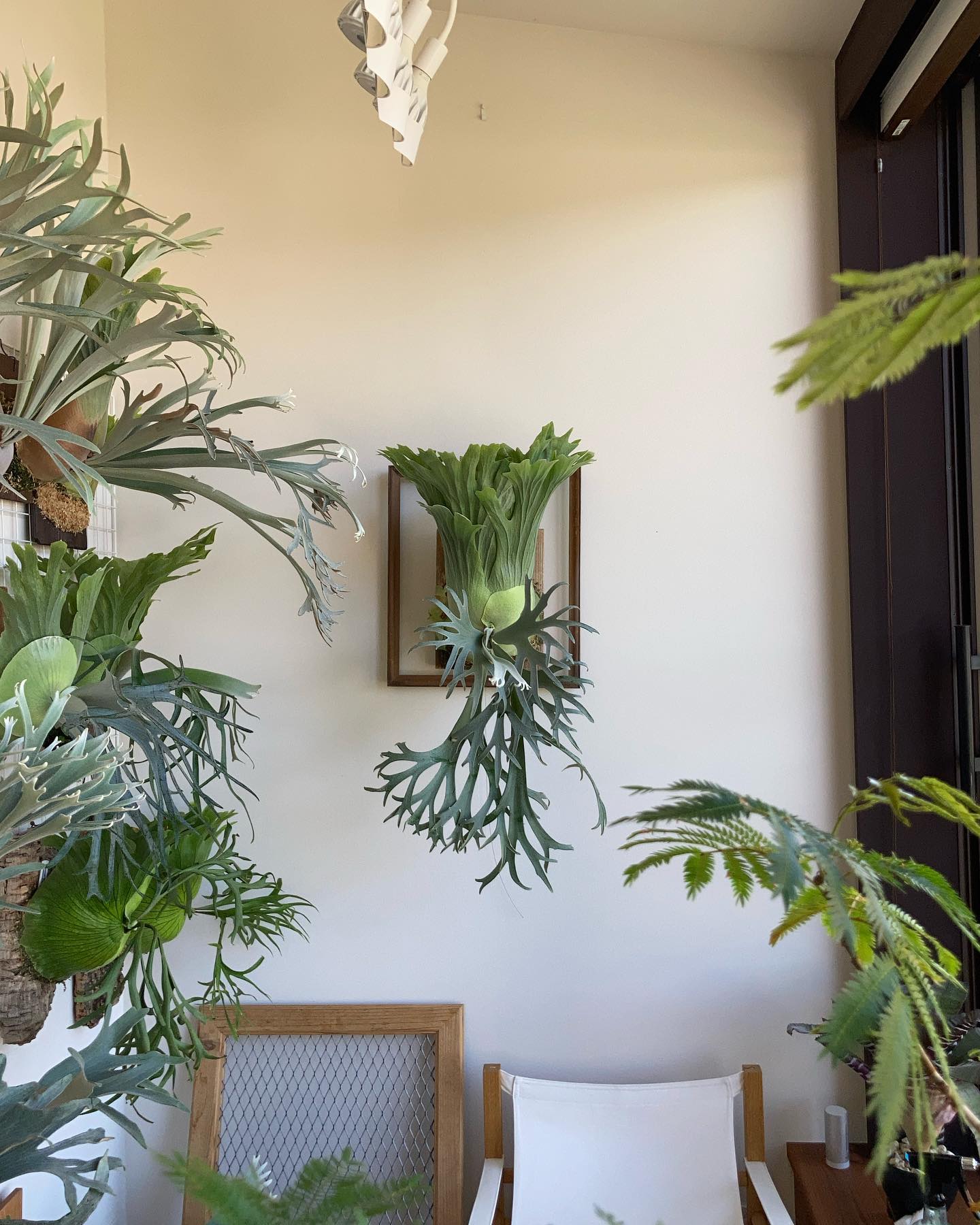 P.willinckii 月光爪哇 from @comolebi_plants 70分岐くらいかな〜