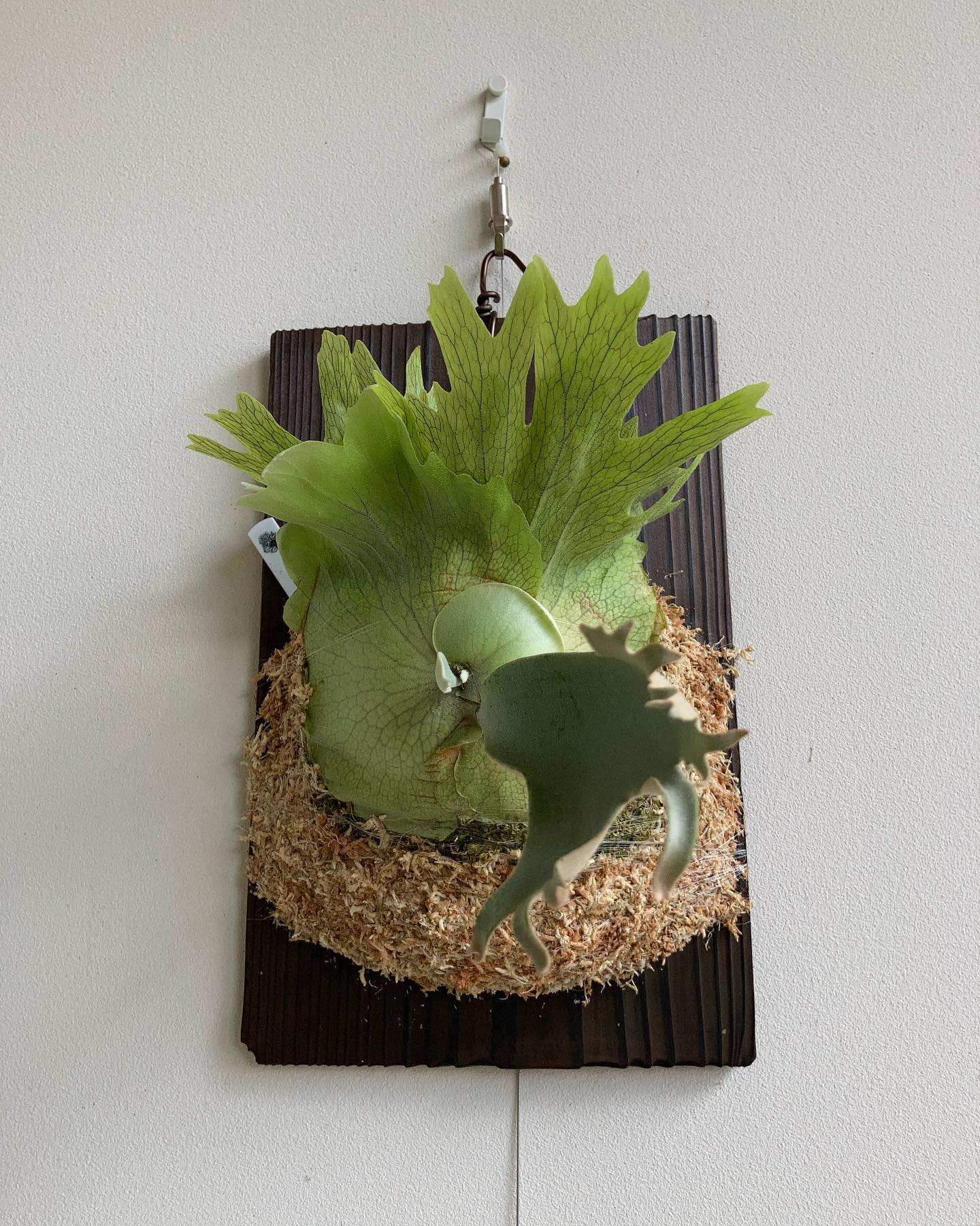 P.willinckii Group-K