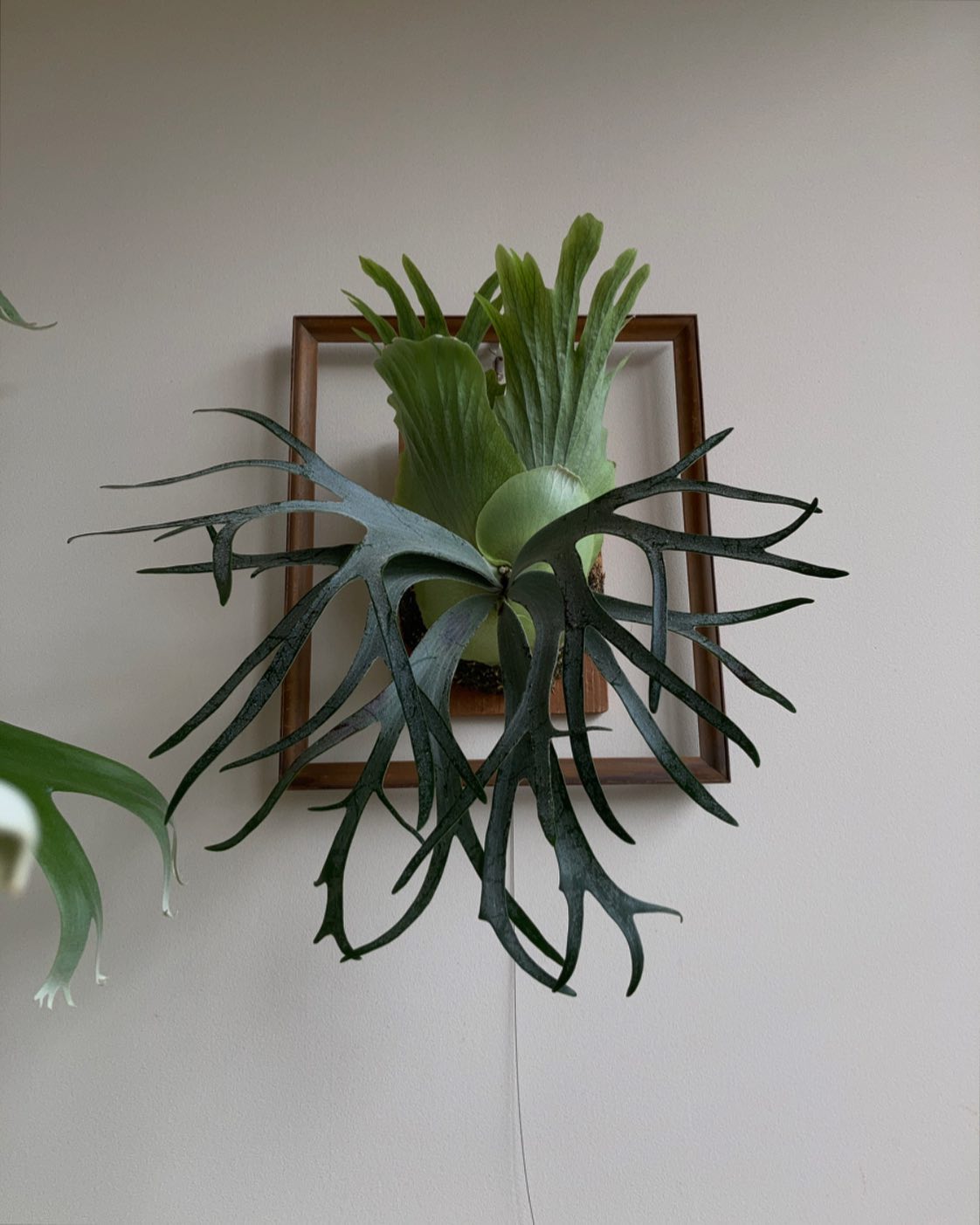 P.willinckii moonlight この株はそろそろもう1段階上がりそう。 ほんとにmoo