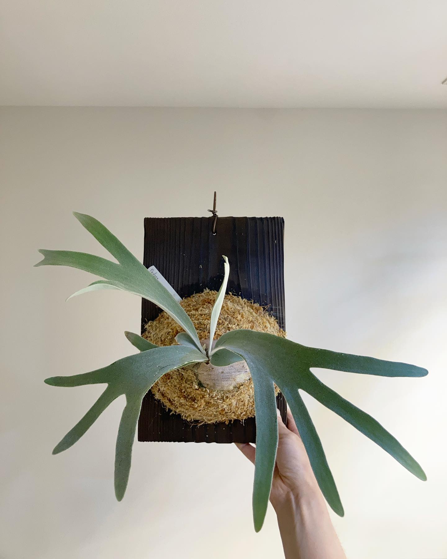 P.Pedro tatsuta 根が板に到達したため、苔増し、板替え記念。 ペドロとエルサは似てるら