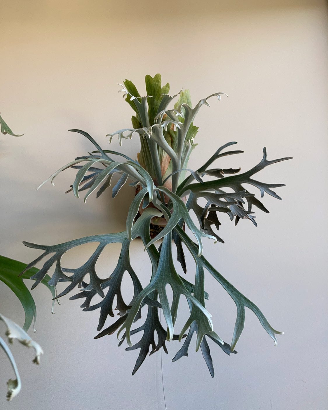 P.willinckii moonlight from @katsu_hibino 今日はマザー株に