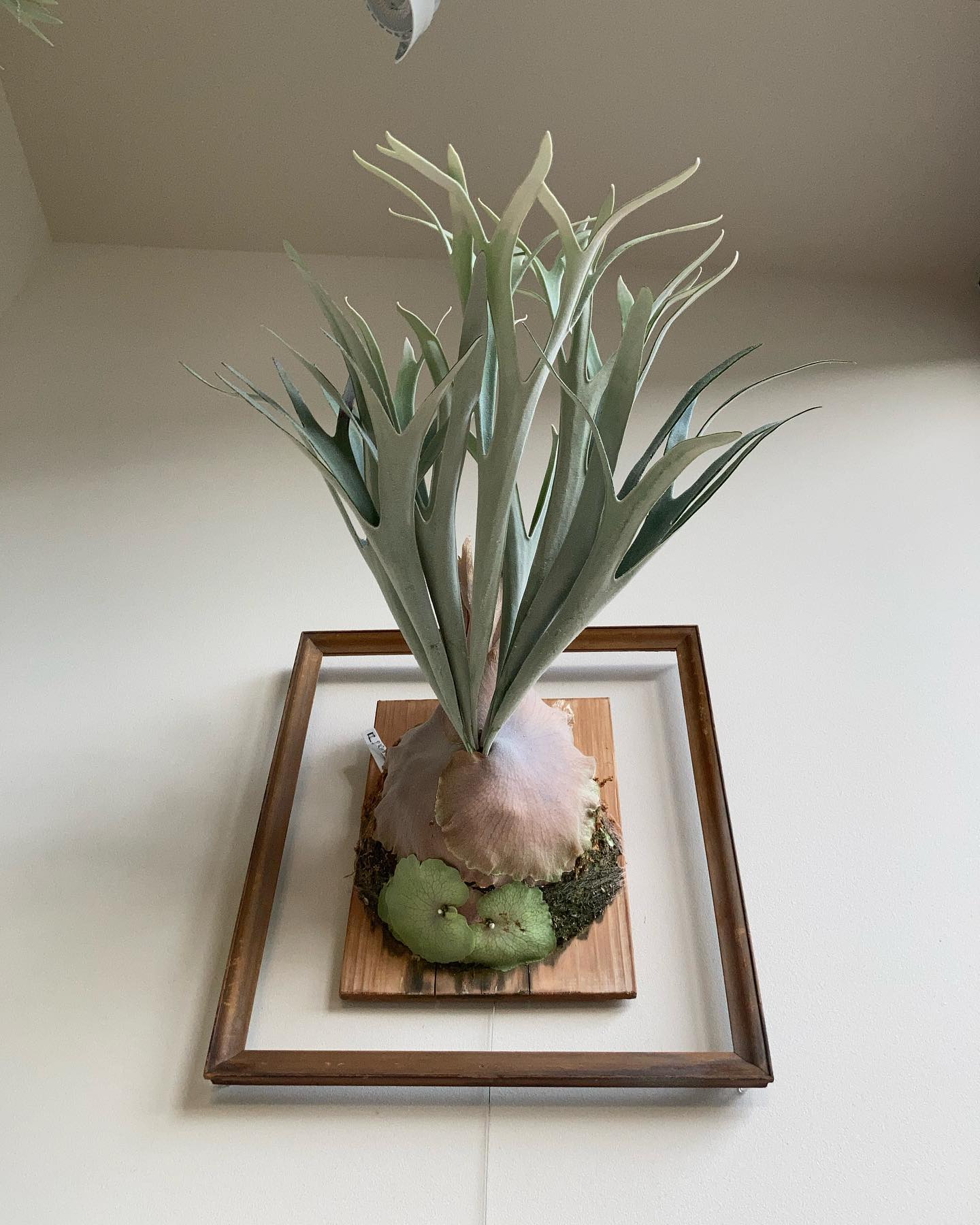 P.veitchii "King Fisher” from @botanyvalley なかなかコン