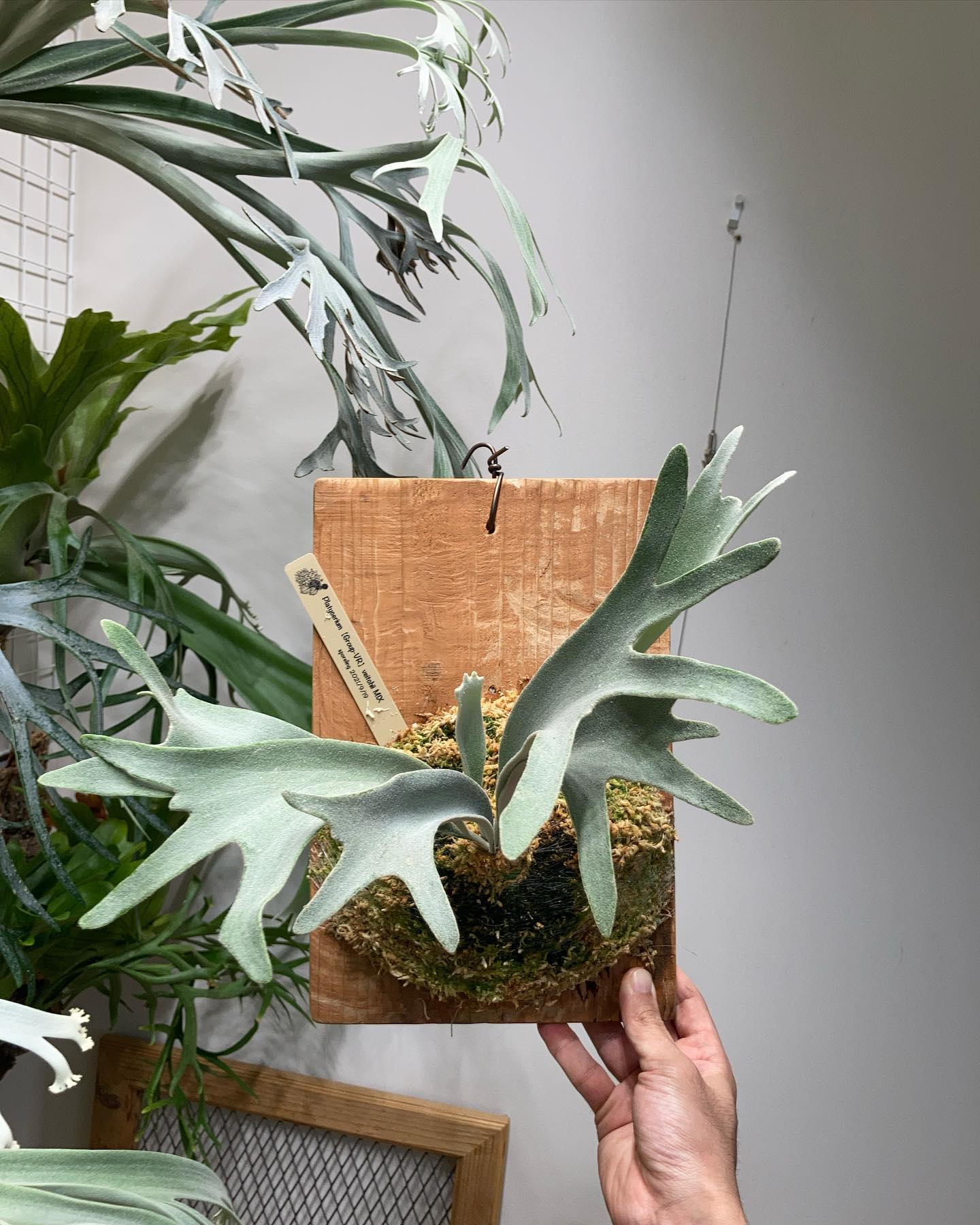 P.veitchii sporeling (Group-VR) from @acupom219 さん