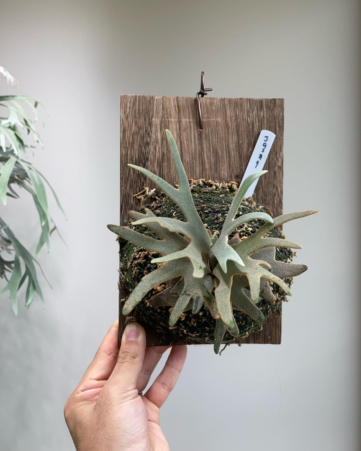 P.willinckii jade girl sporeling #5