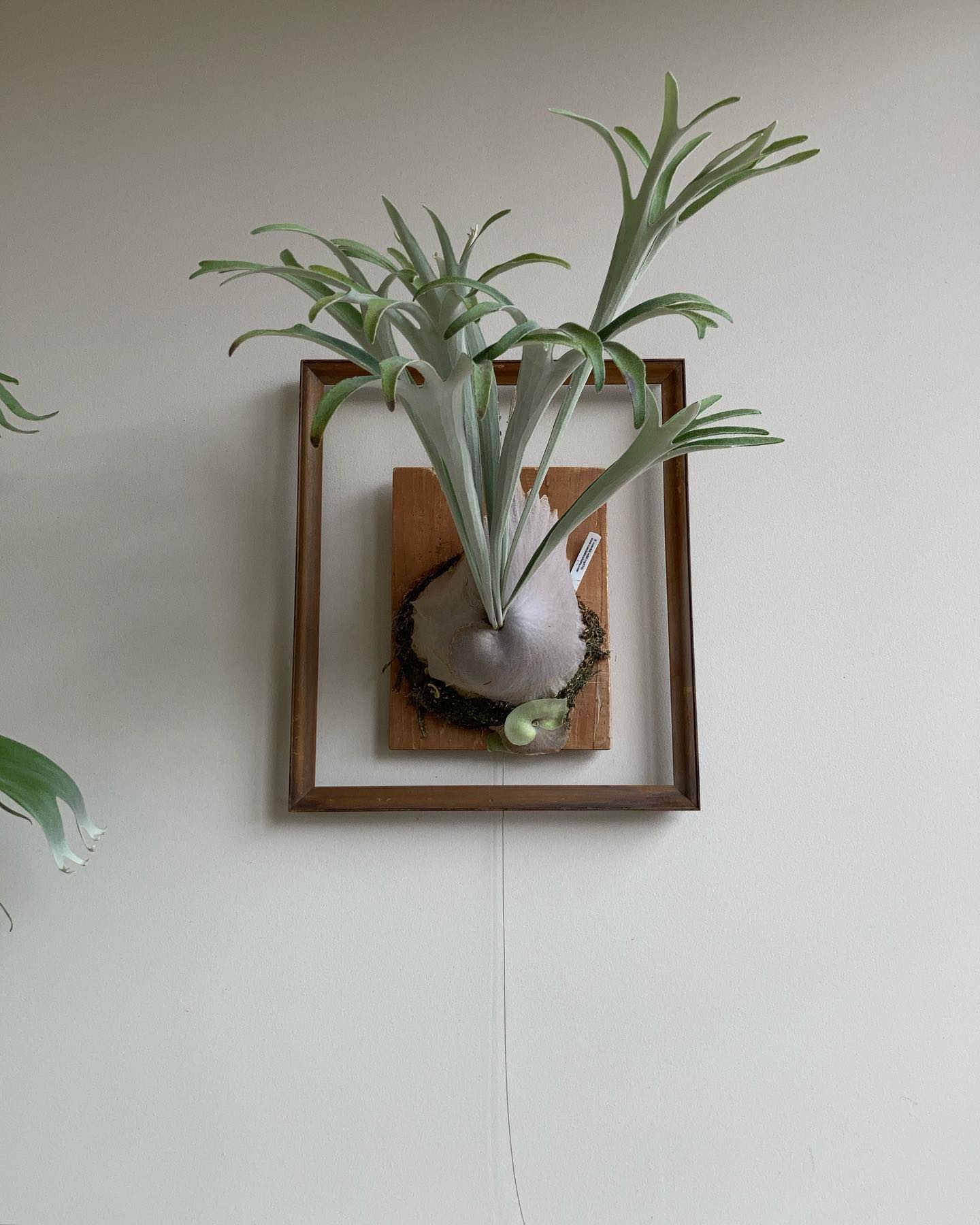 ベイチーワイルドvp16 from @vandaka_plants 小株の貯水葉が尖ってきました。 