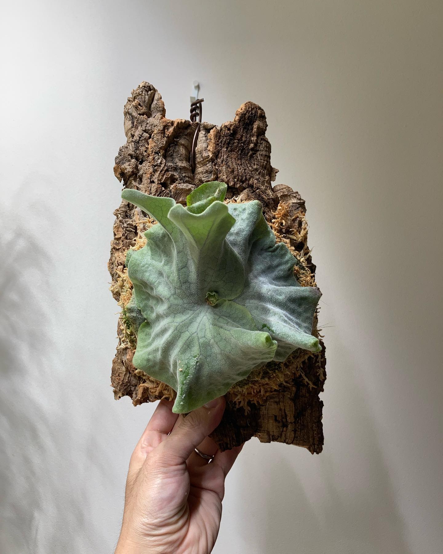 P.superbum dwarf sporeling こんなのはいくつあってもいいですね〜