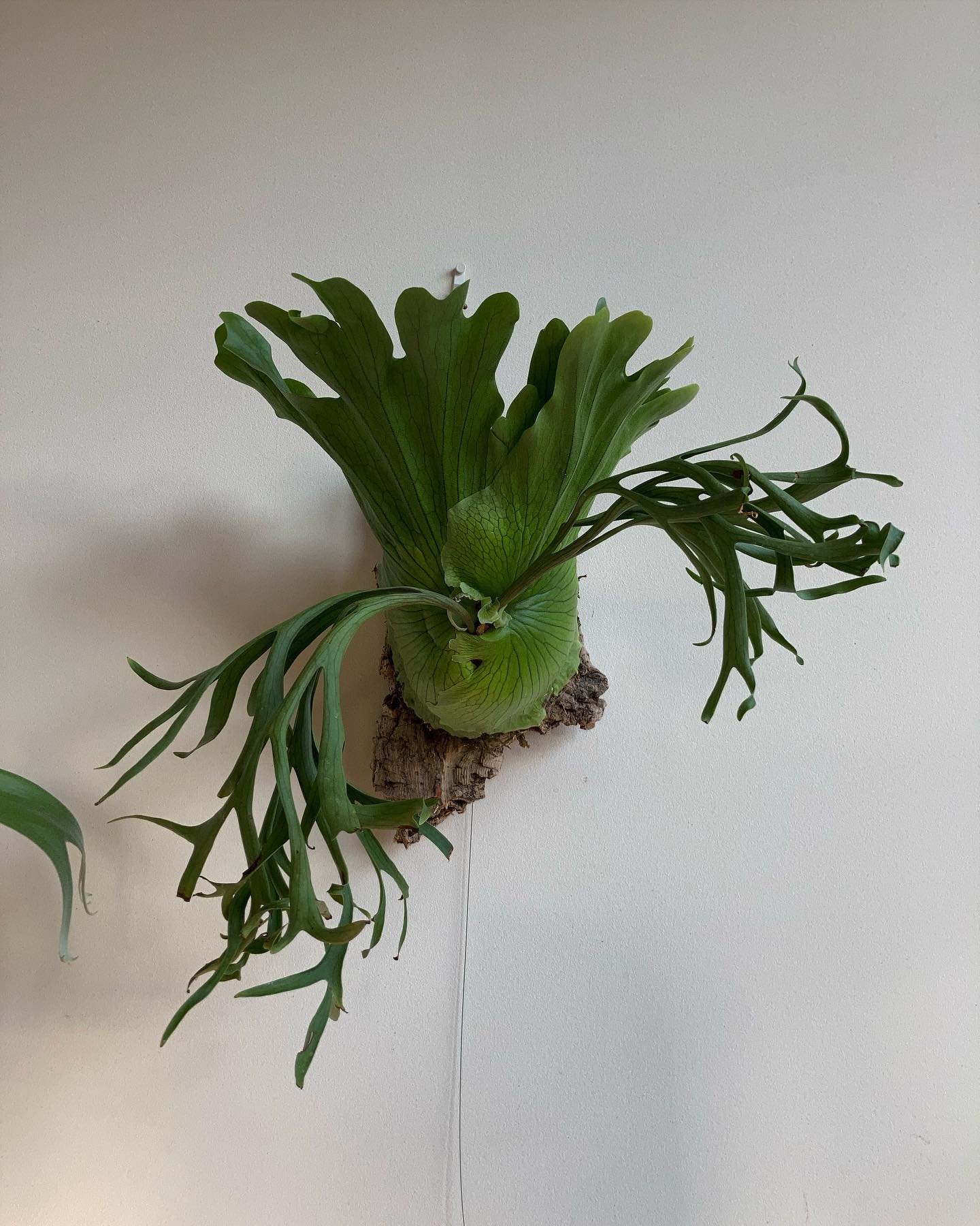 P.coronarium waiwai from @vandaka_plants 次の胞子葉は多分細