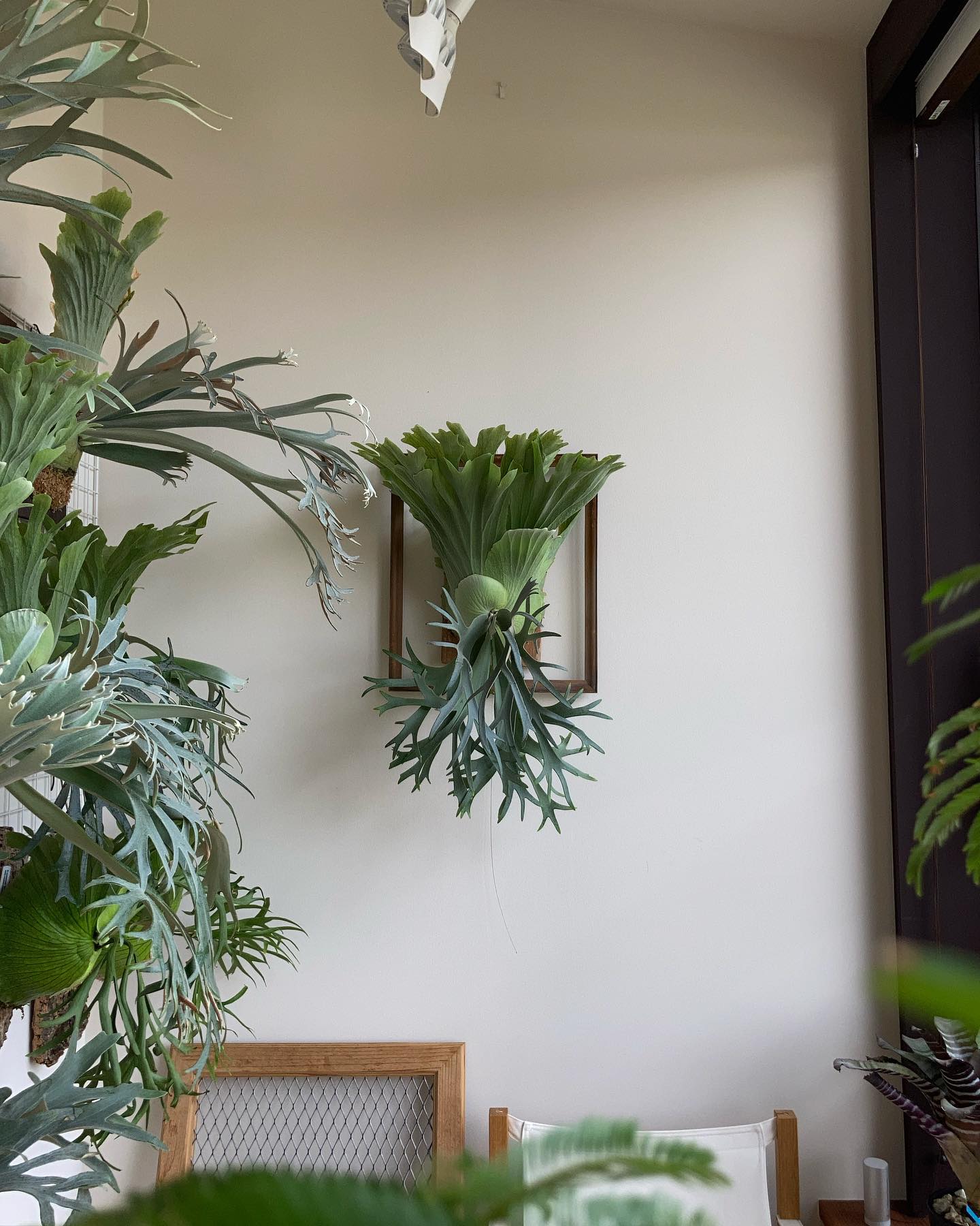 P.willinckii smurf from @katsu_hibino 胞子葉ターン、どうなる？