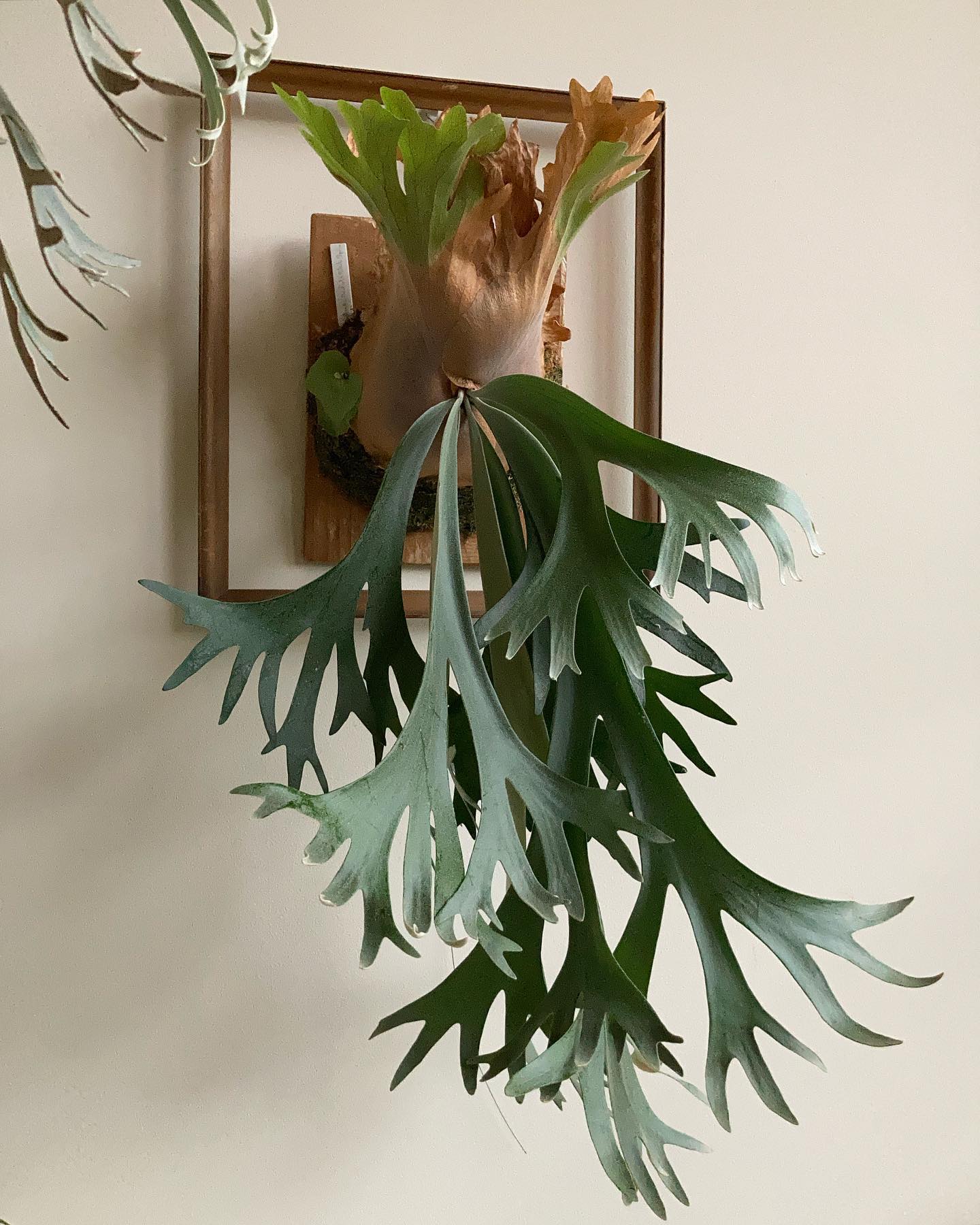 P willinckii scofieldtatsuta spore from @botanique