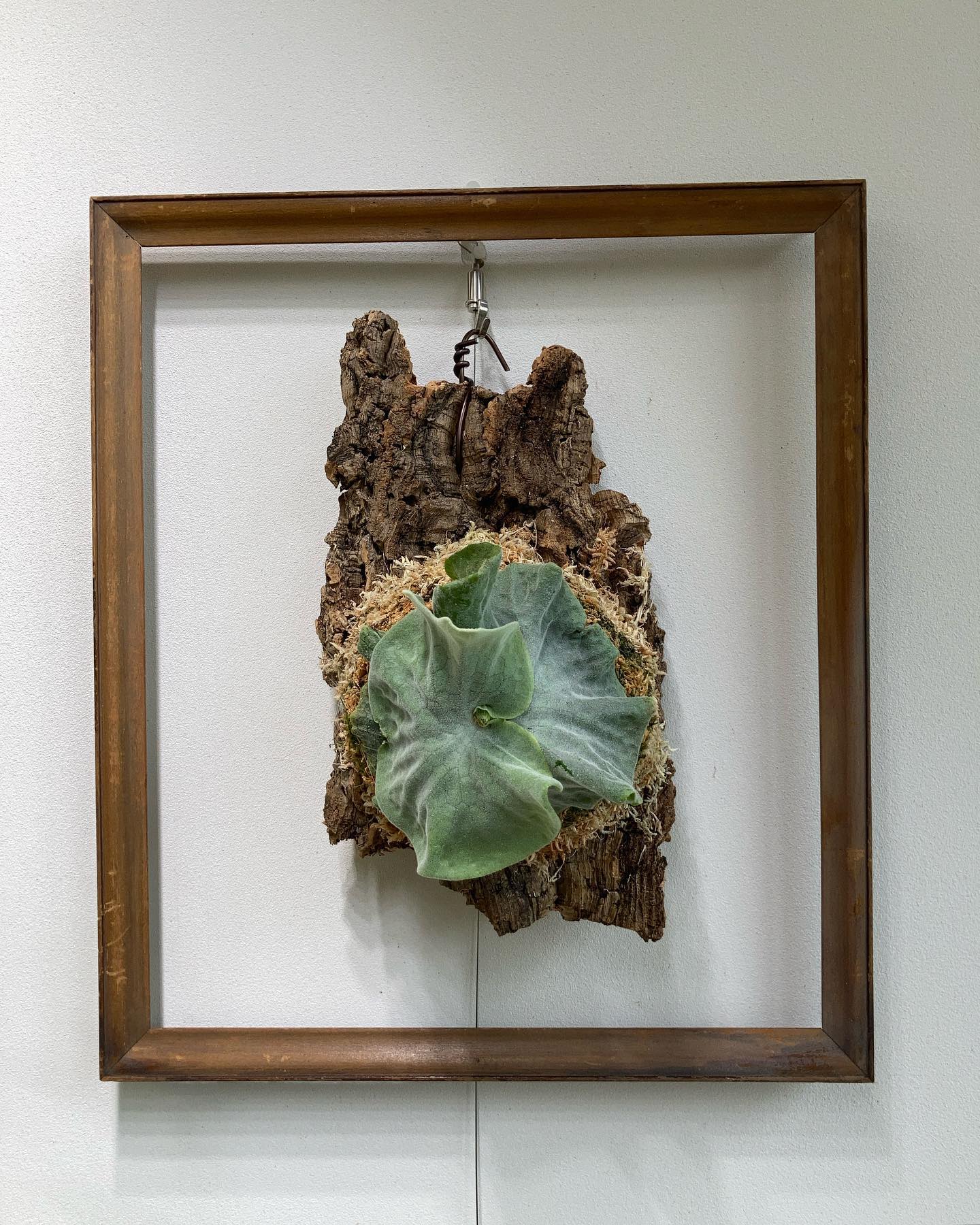 P.superbum dwarf sporeling 苔増し、コルクつけ 肥料 マグァンプ小さじ1 