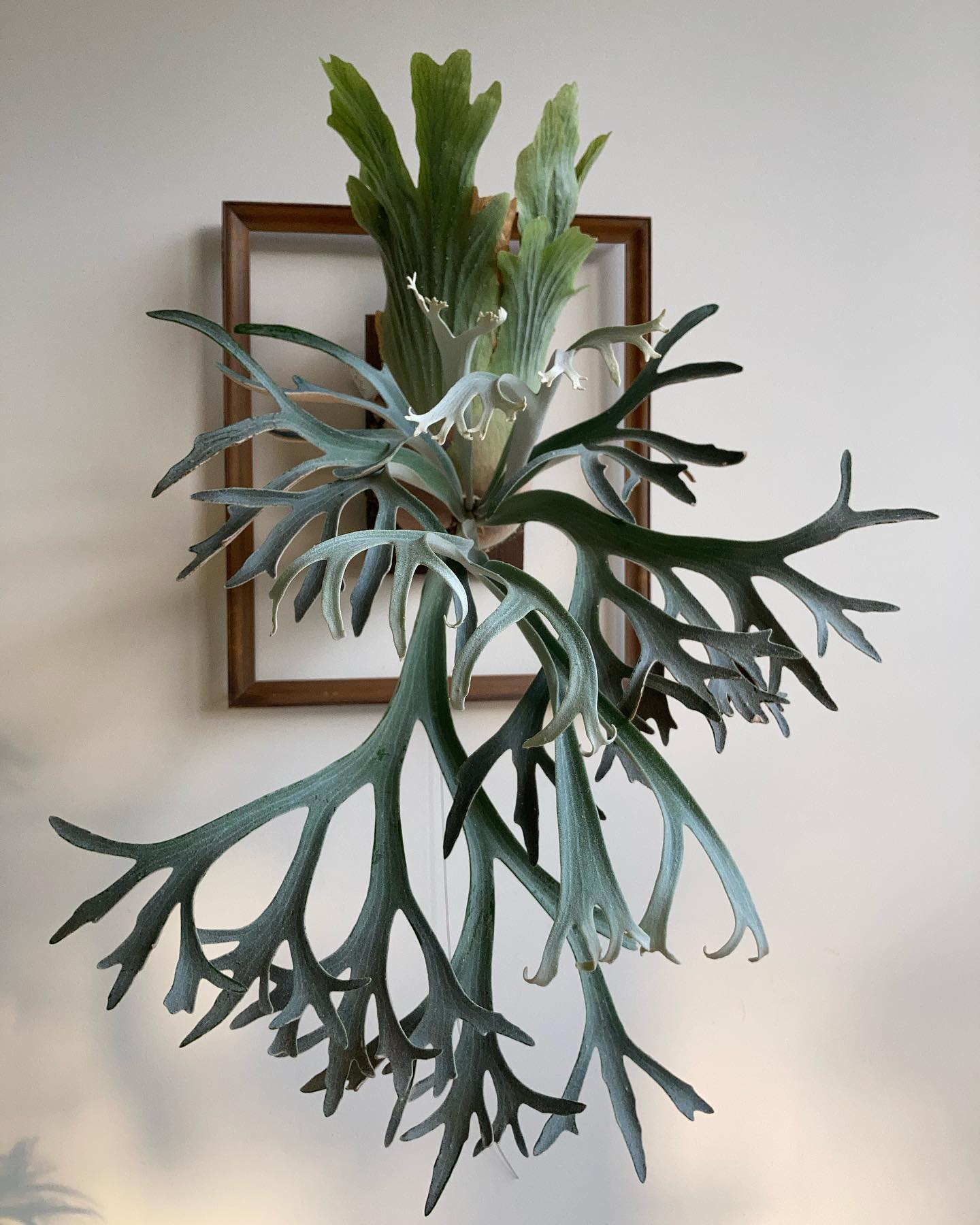 P.willinckii moonlight from @katsu_hibino うちで一番美しい