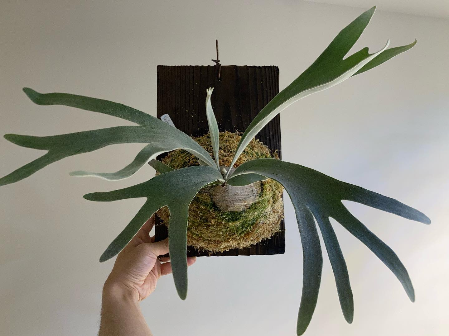 P.Pedro tatsuta 根が板に到達したため、苔増し。 成長早いです。 Pfoodひとつまみ